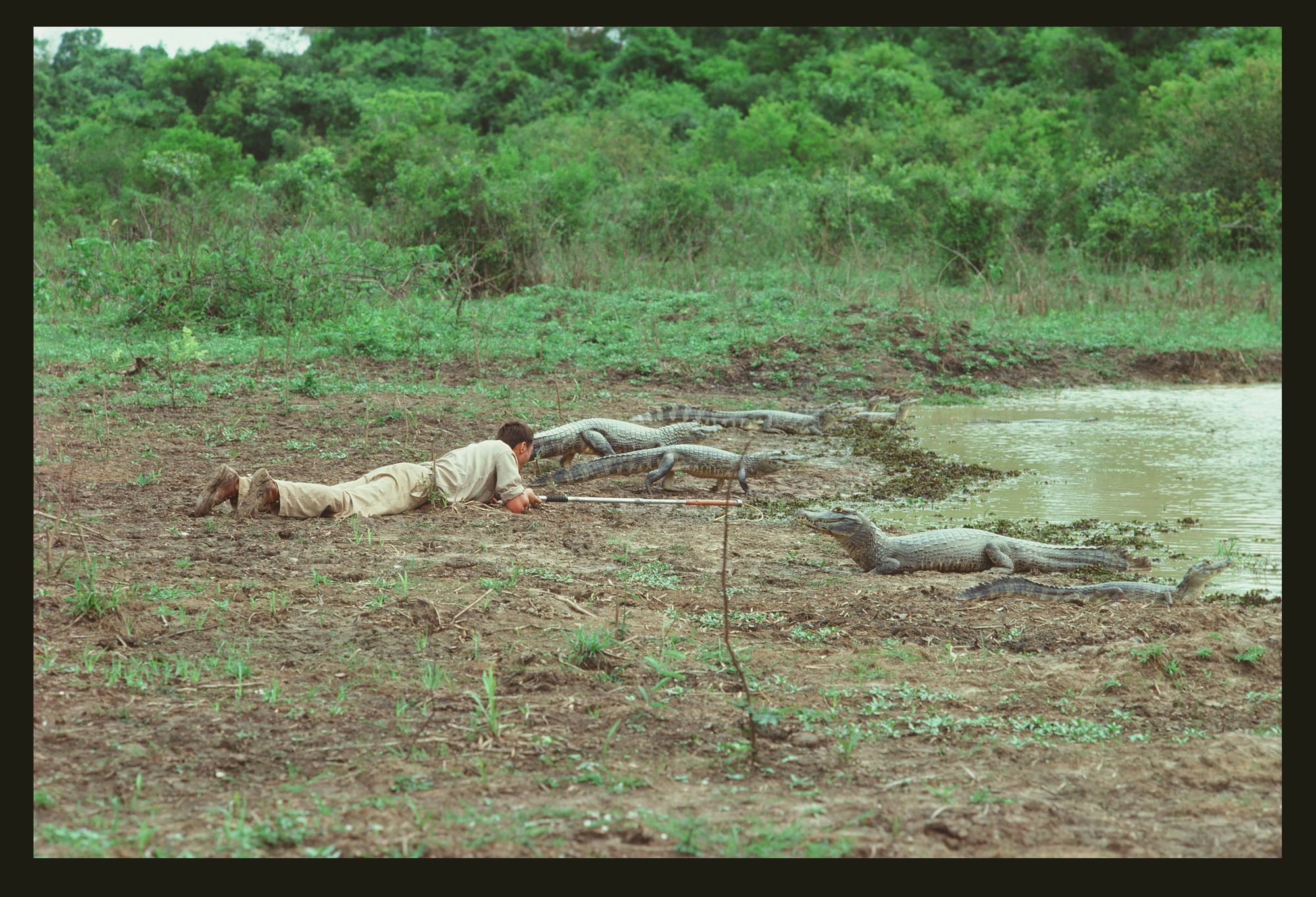 George Schaller lies face down on the ground, in the mud, aiming a stick at the alligator looking him right in the eye.
