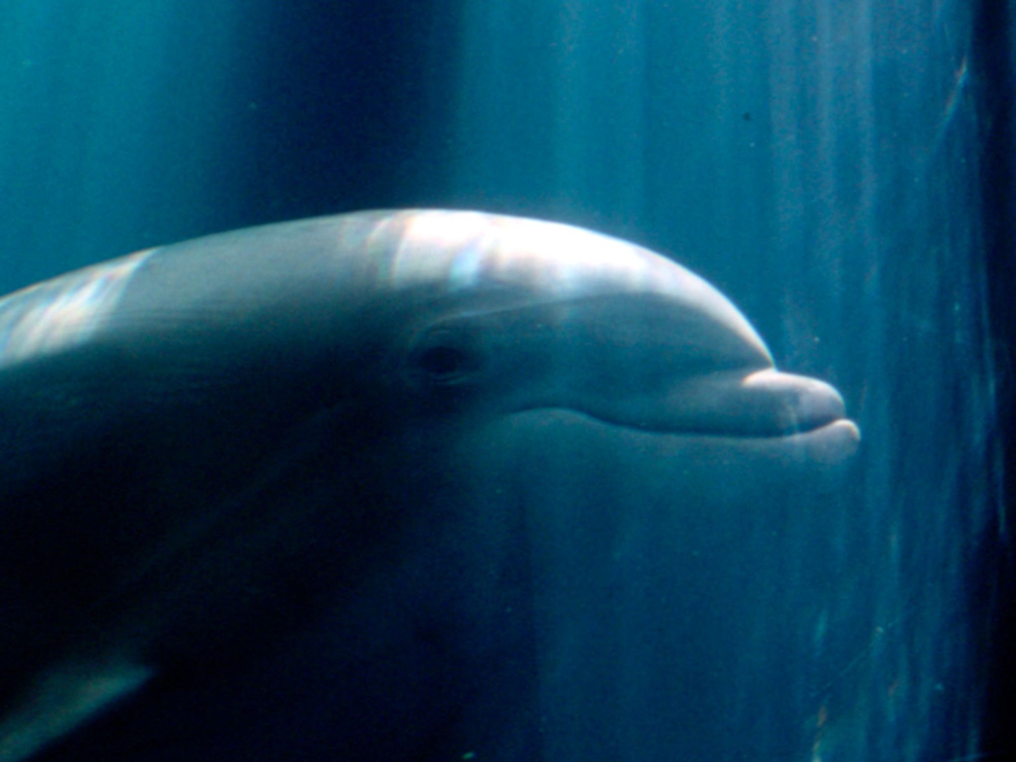 Presley, a male dolphin who was the first non-primate to show the capacity for mirror self-recognition, an indicator of self-awareness. Photo by Diana Reiss