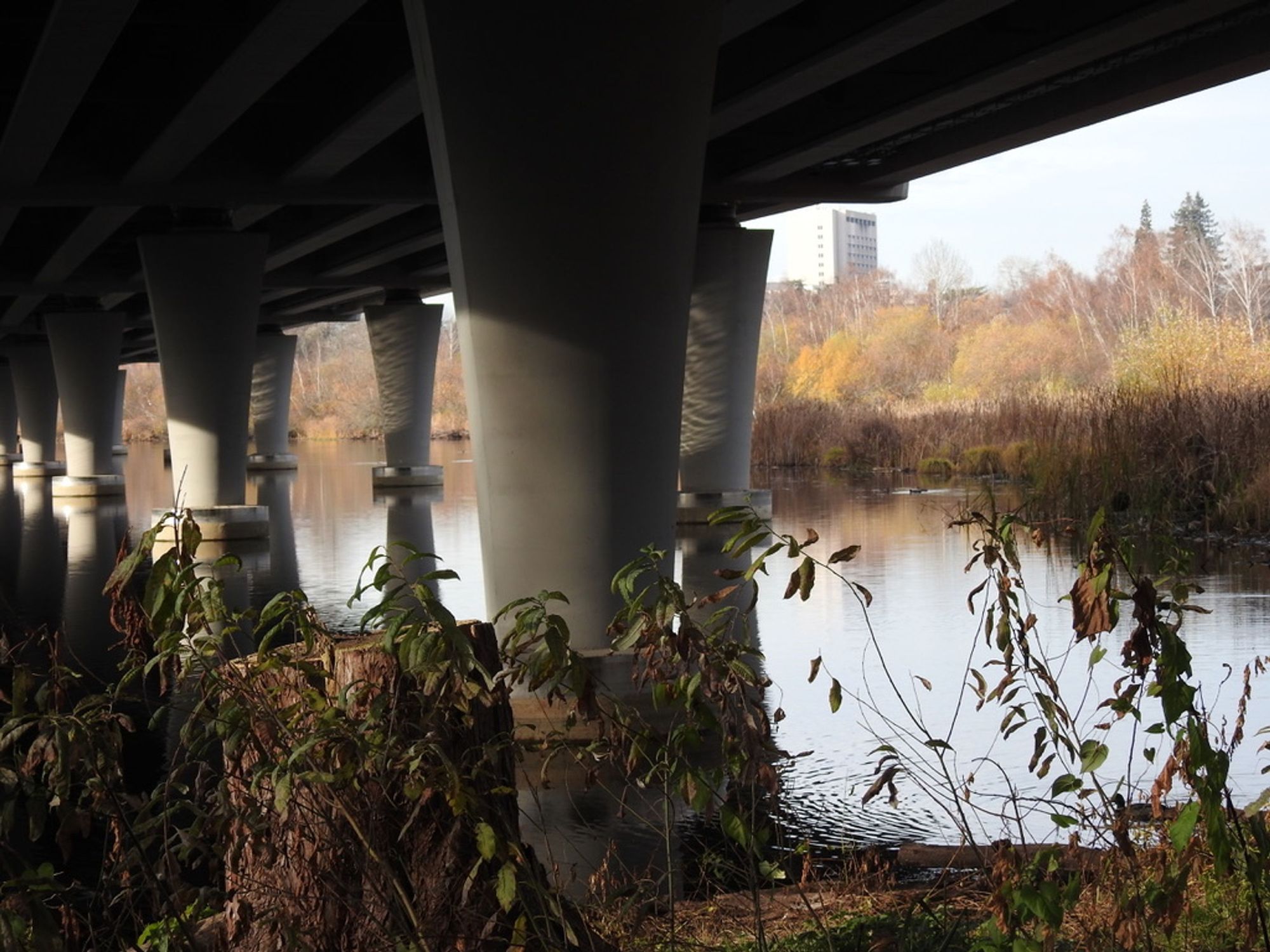 A river and foliage under a bridge. 