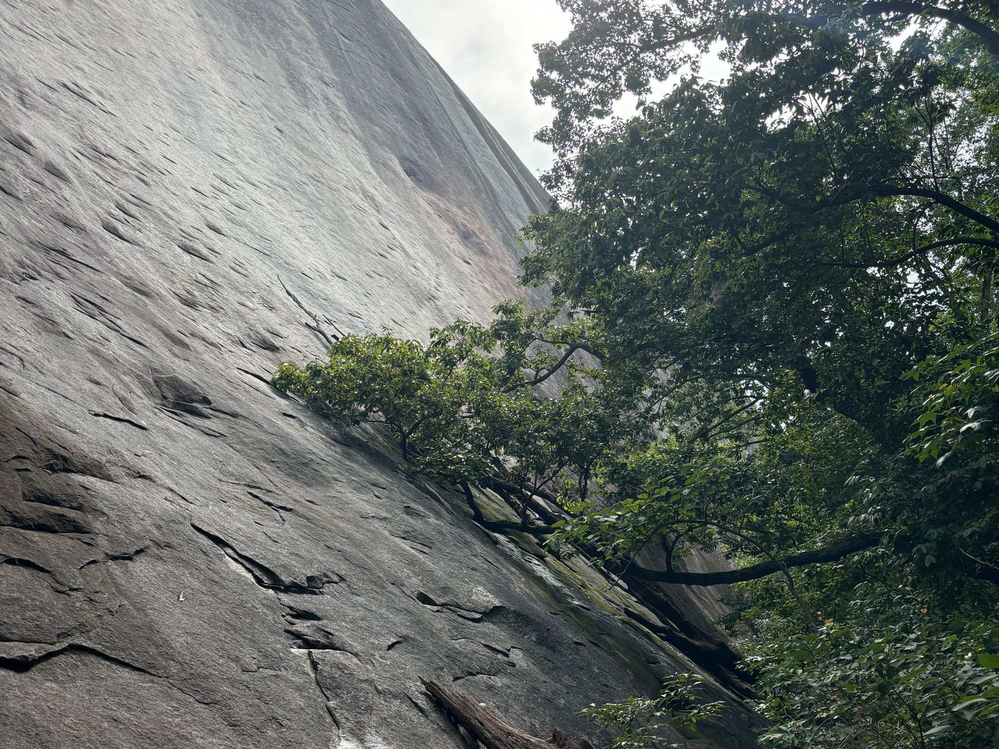 Tree branches push against the granite wall of Stone Mountain 