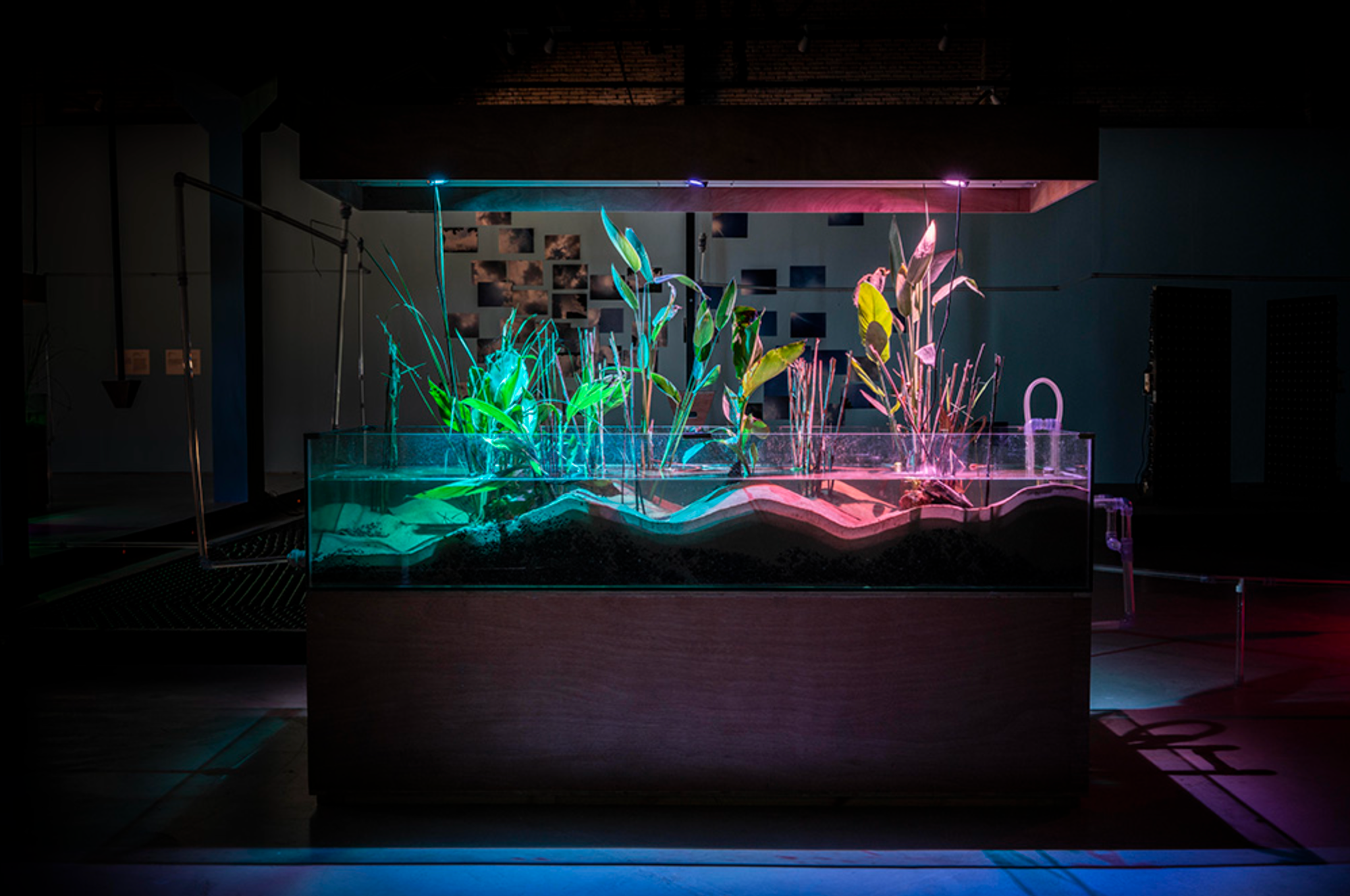 A planter filled with lit plants stands, stranded, in the center of a dark room. The plants are lit with pink and blue lights, which stream down from a rectangle floating from the ceiling. 