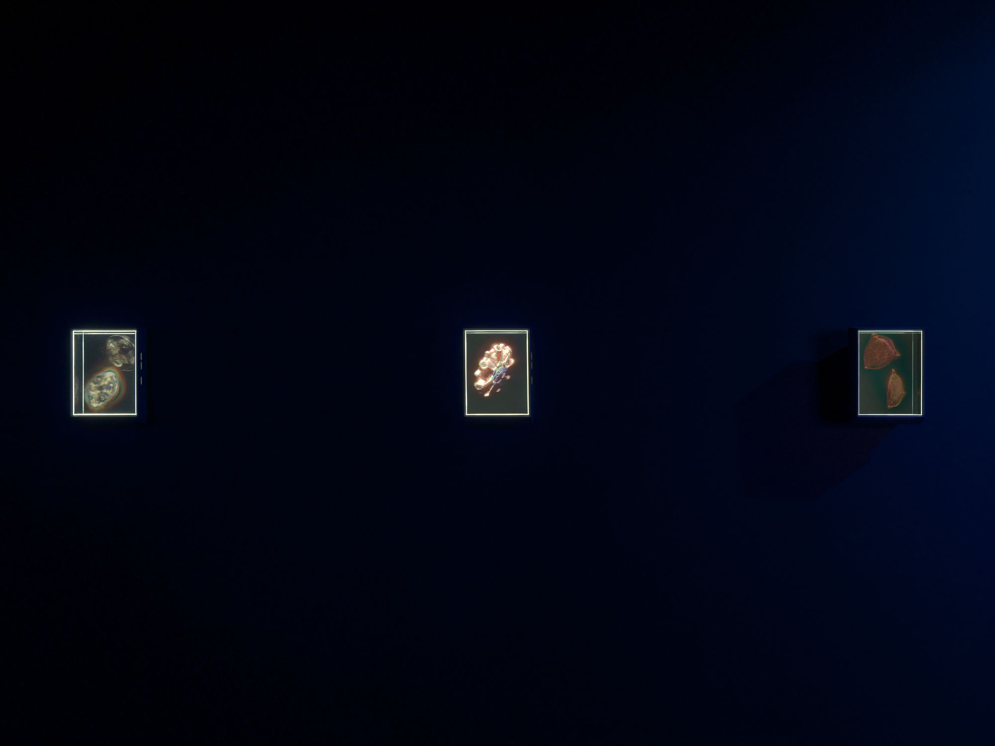 Three glowing holograms on a gallery's wall.