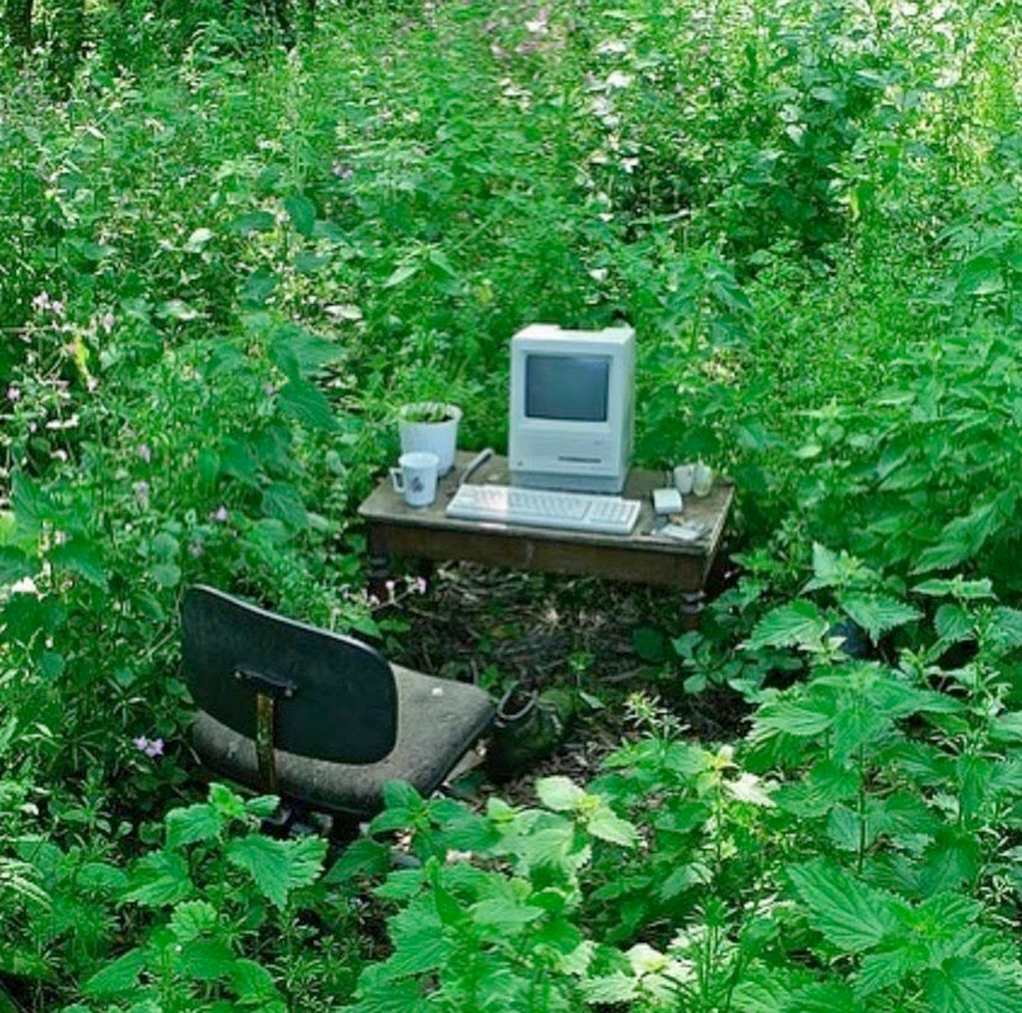 A computer and desk set up in the unkempt wilderness