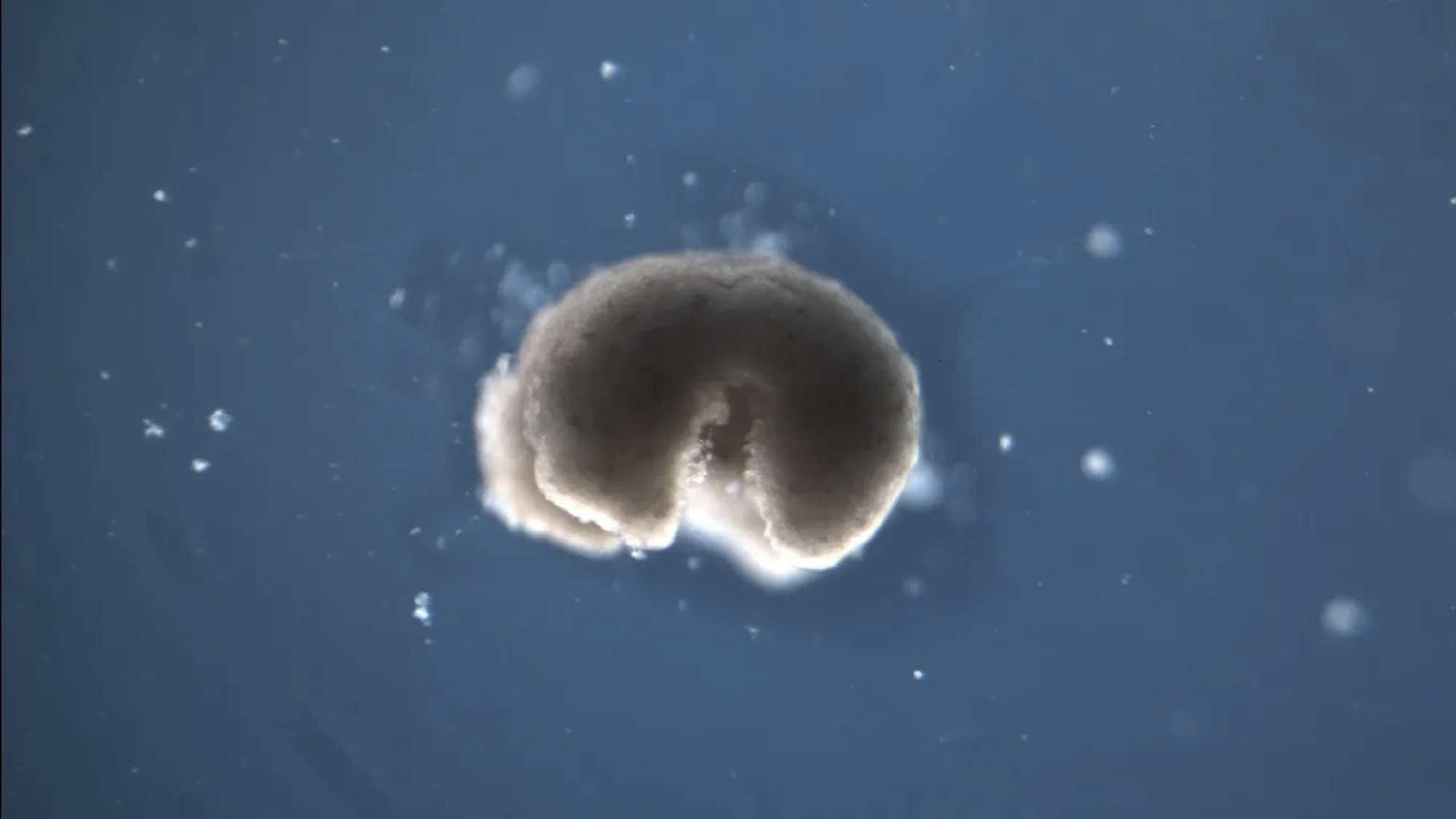 A Xenobot in a Petri dish