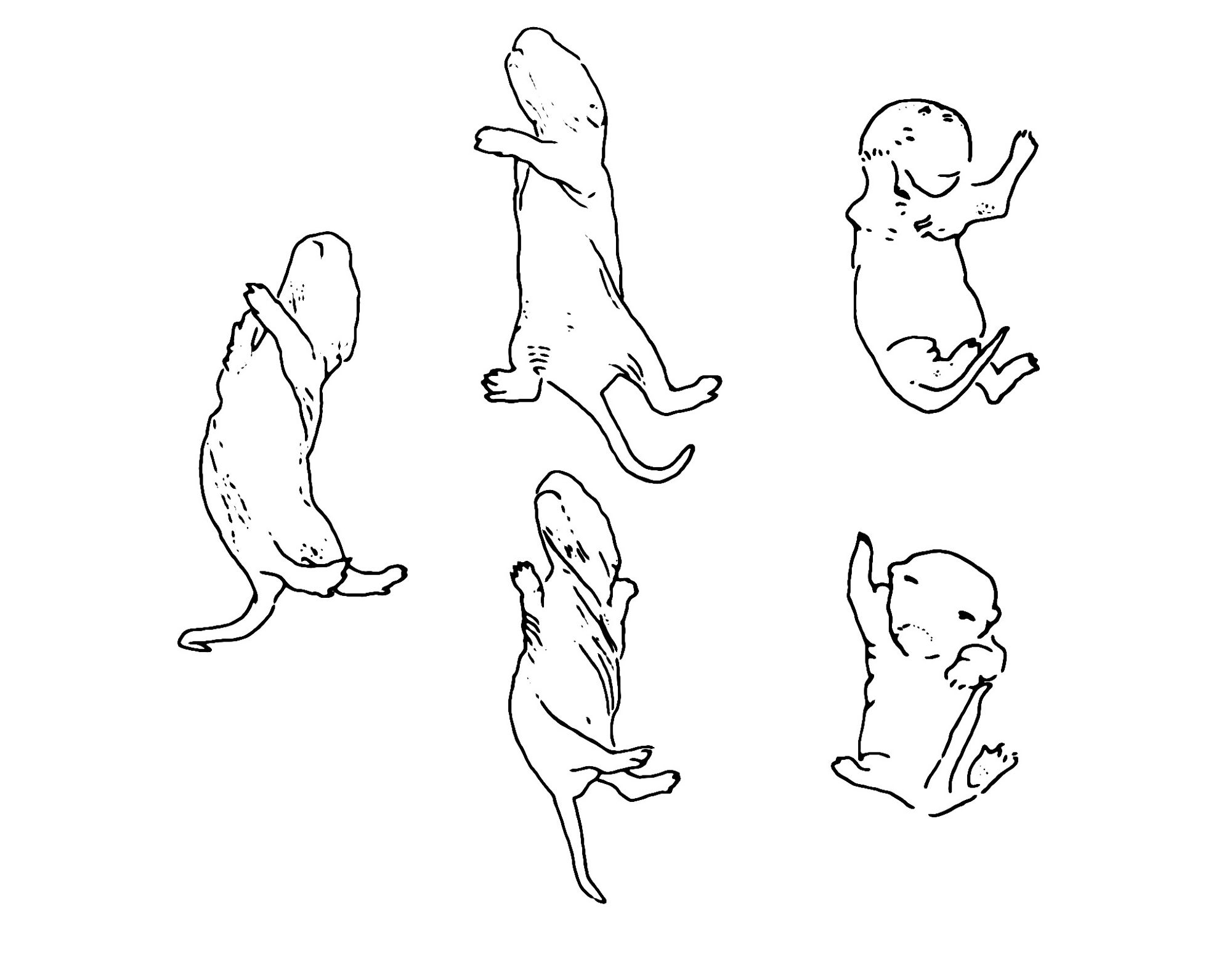 Line drawing illustrating rats moving in different directions.