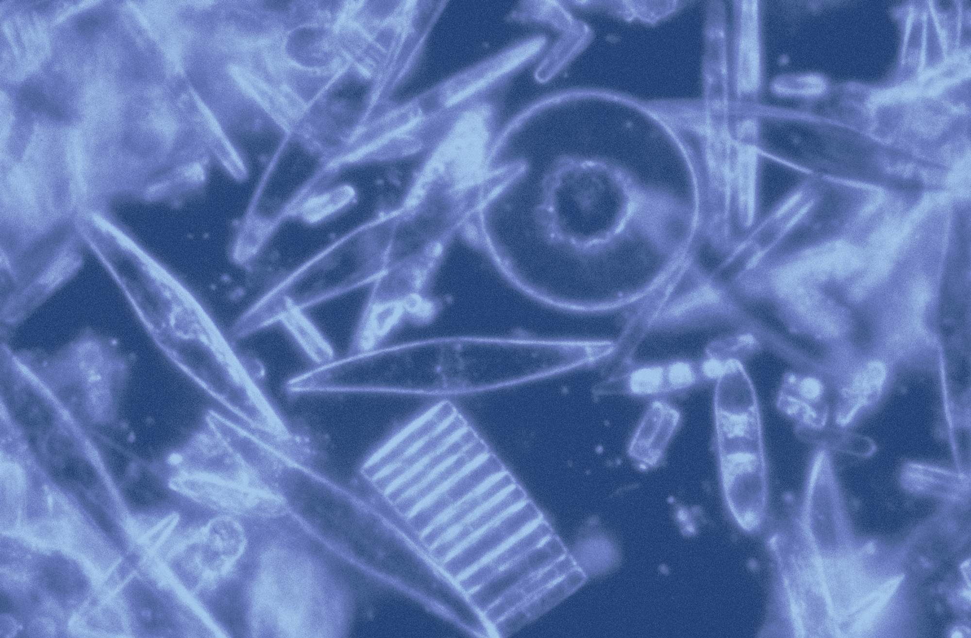 Diatoms observed under a microscope, pictured under a blue filter