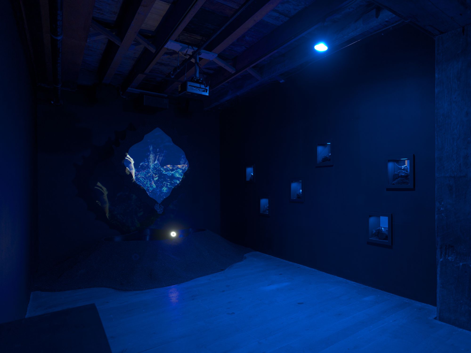 A gallery space bathed in blue light, featuring a portal-like object hanging from the ceiling, with small glass cut-outs showcasing 3-D renderings of algae on the neighboring wall.