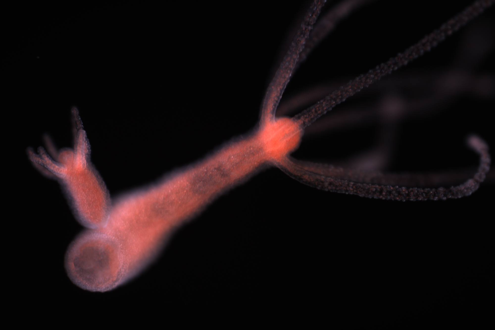 A hydra rendered in orange. 