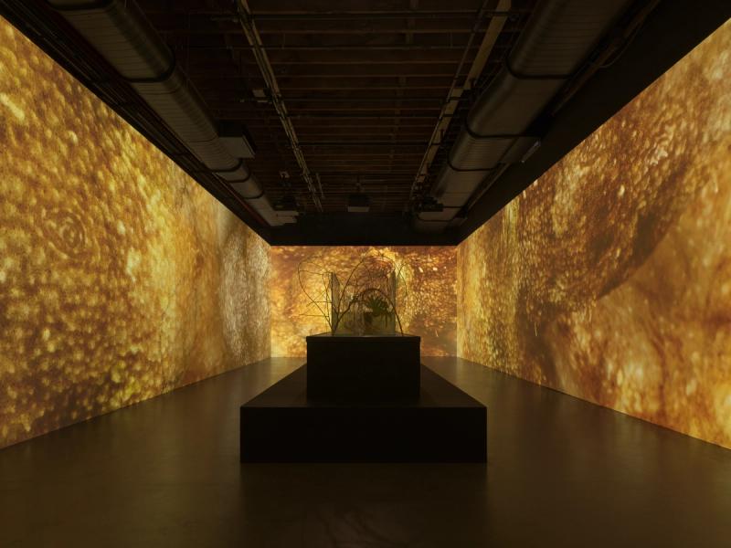 At Red Hook's Pioneer Works, Tuomas A. Laitinen Turns Octopus Skin Into an Immersive Landscape
