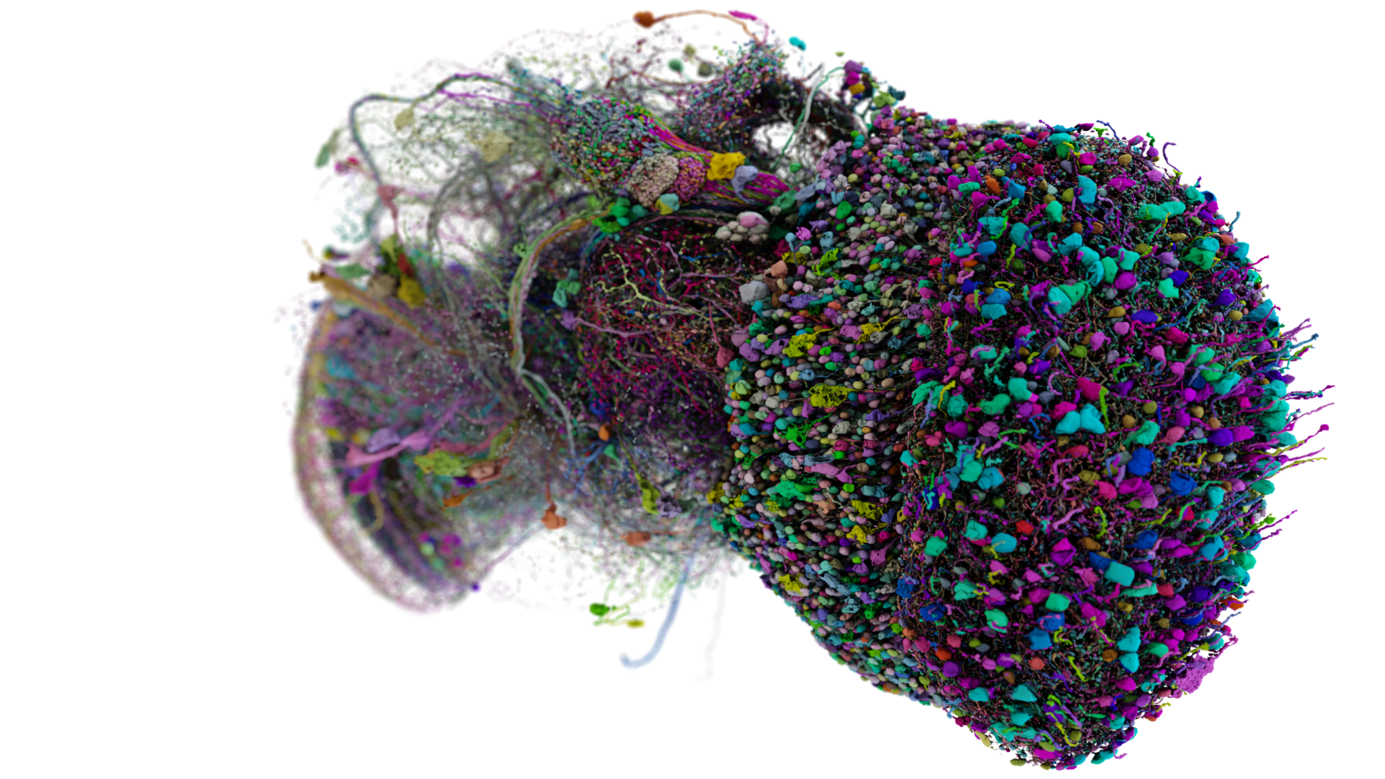 The visual neurons of a fruit fly, which resemble two rainbow bushes connected by a fuzzier (and slightly less colorful)mid-section in between.