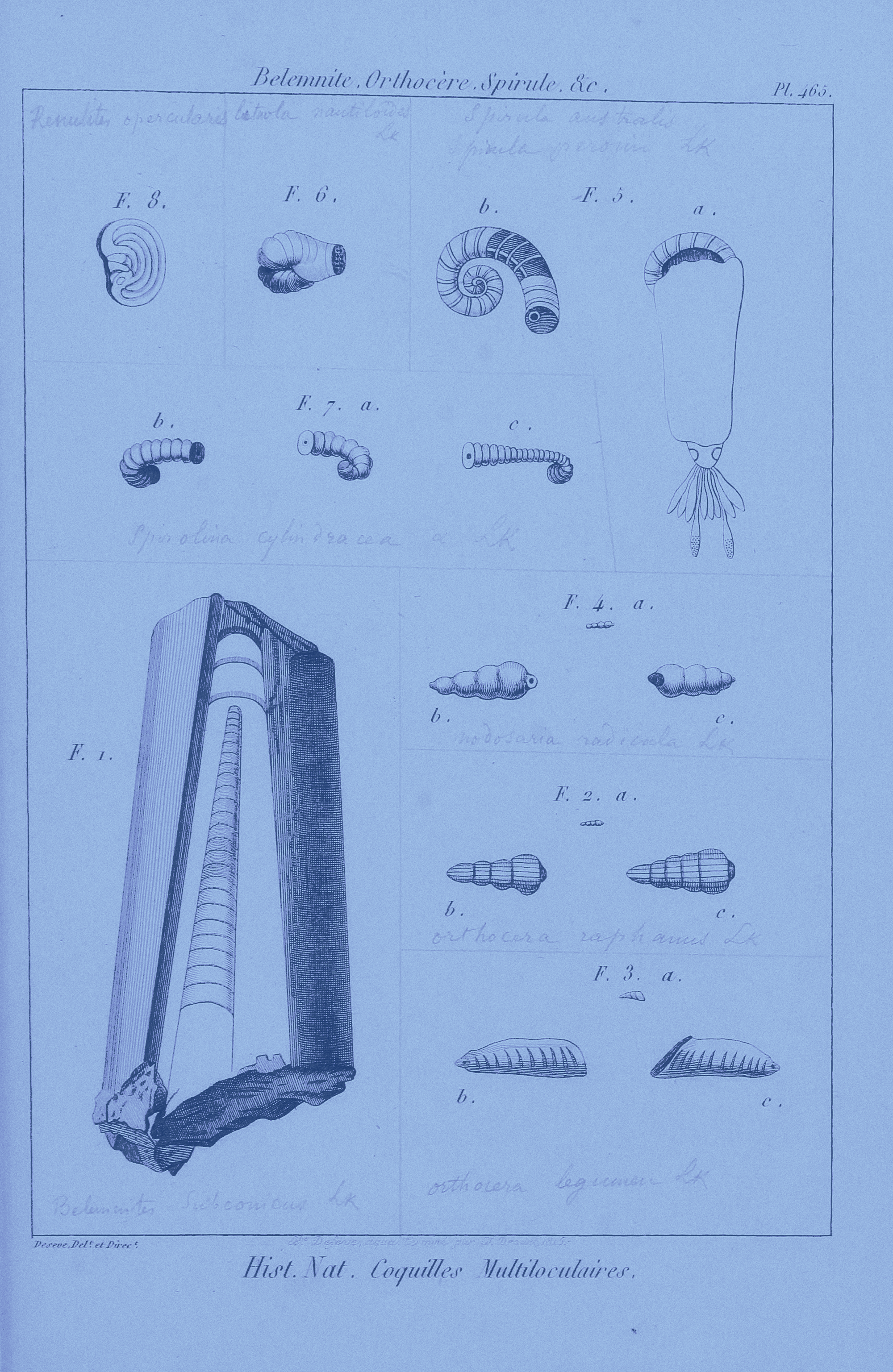 Illustrations of shells