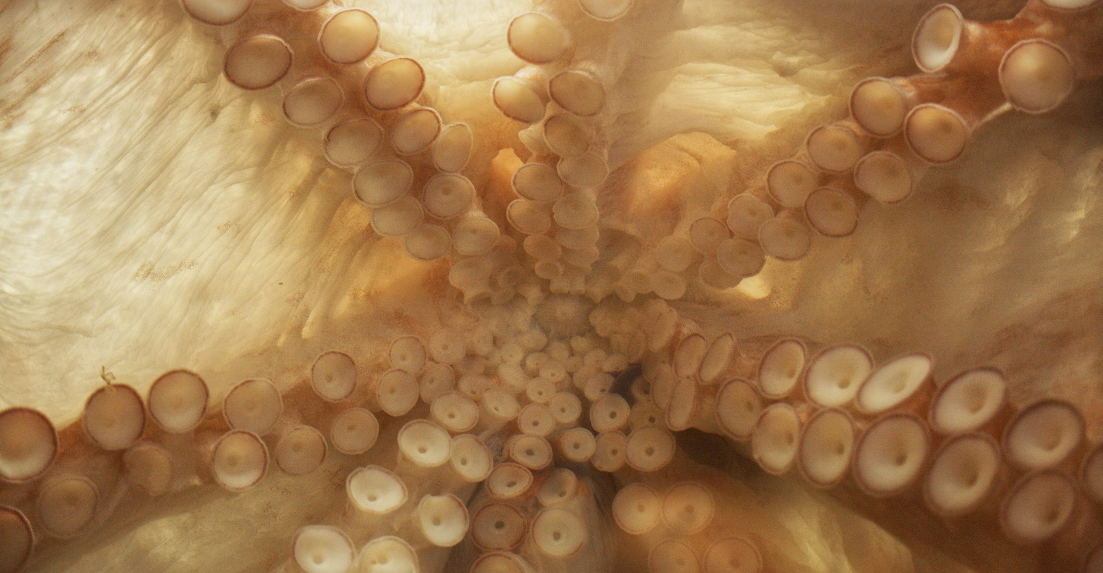 Image for Tuomas A. Laitinen: Siphon 9.12.26 - 11.22.26
