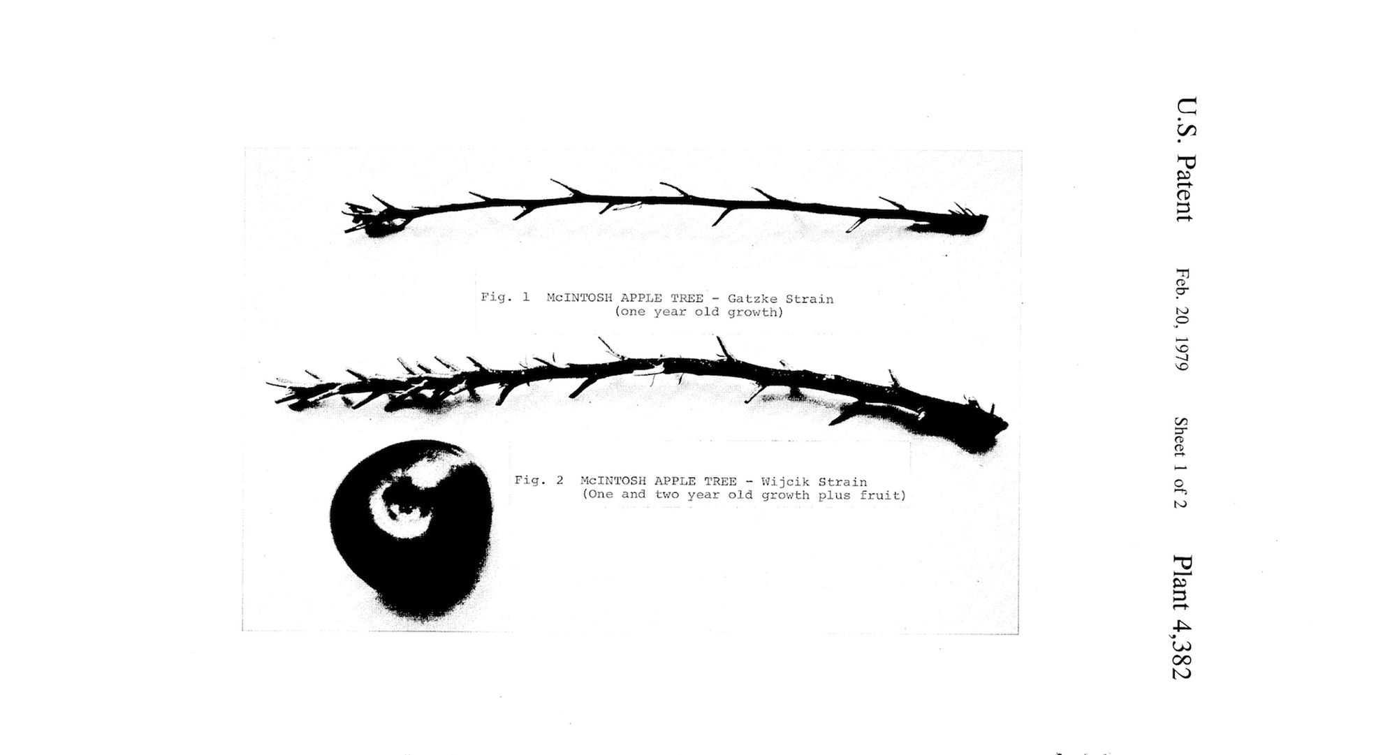 A scanned image of a US patent for the McIntosh apple tree