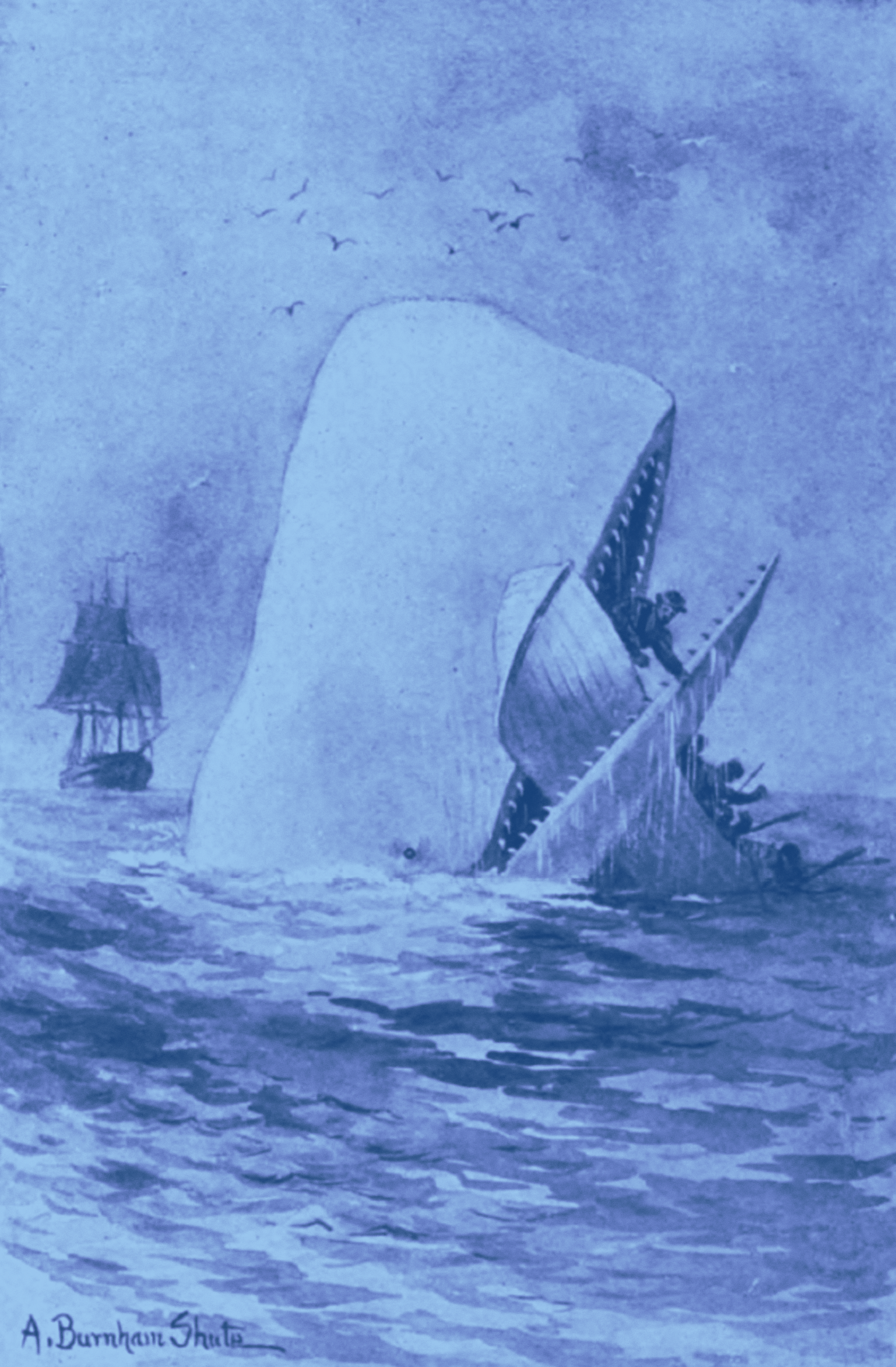 An illustration of a whale