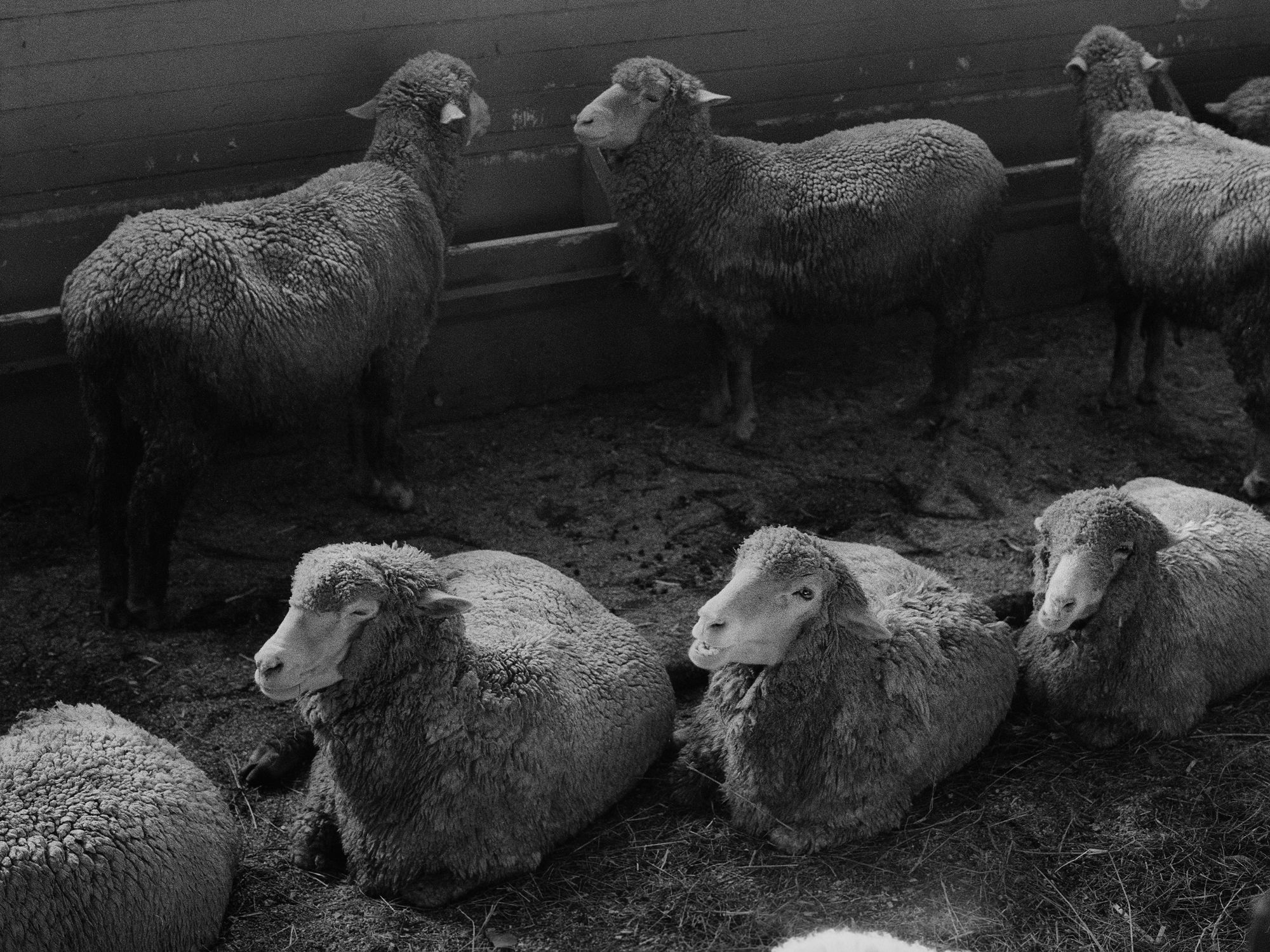 Black and white photo of sheep