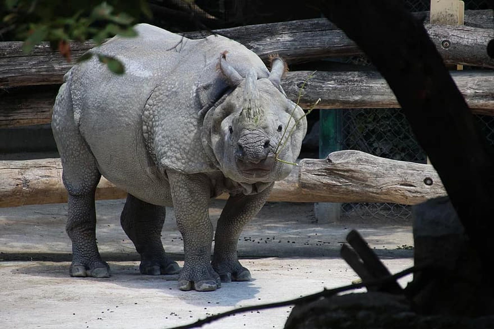 White rhino in the Vienna Zoo