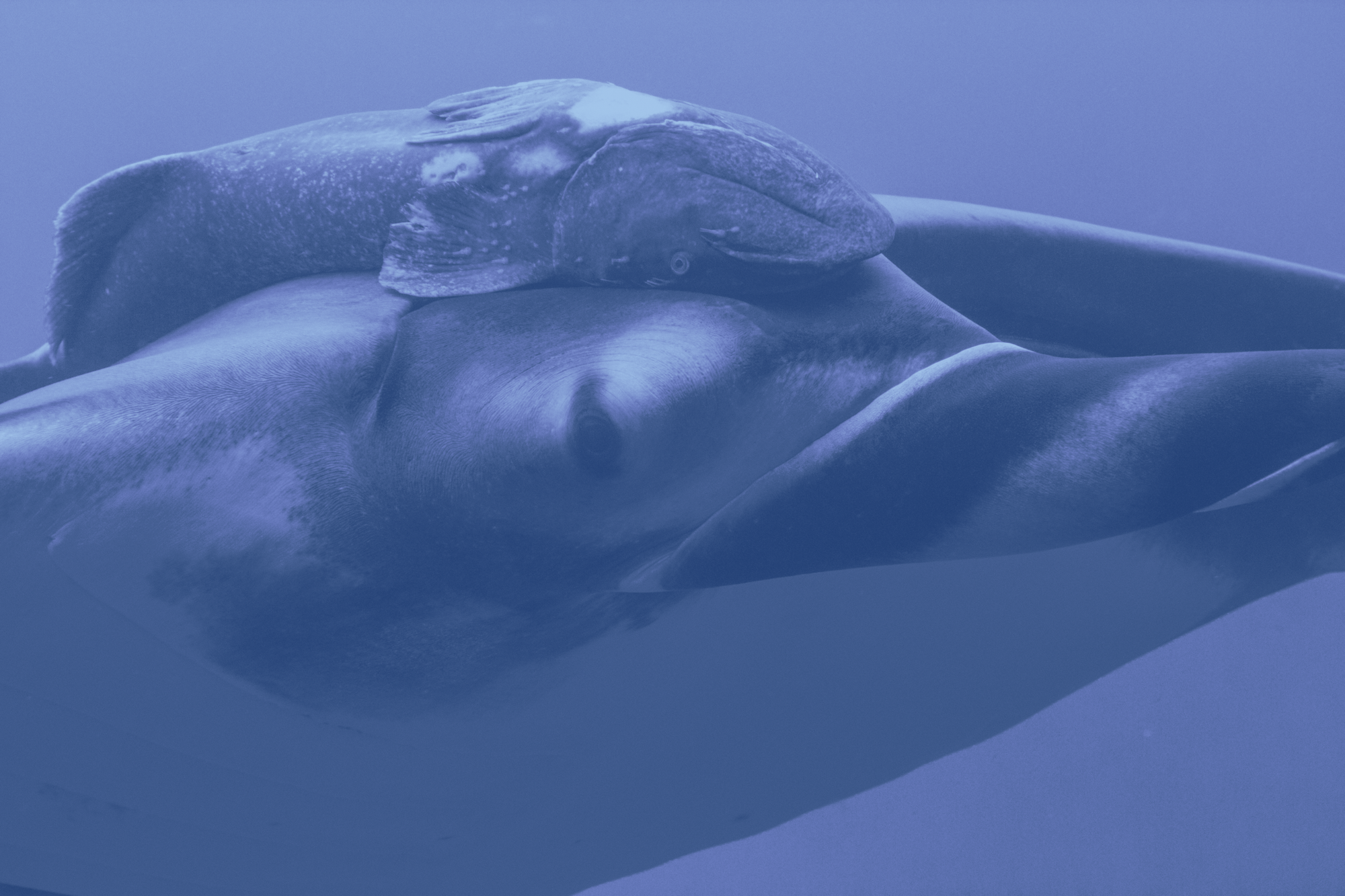 A manta ray's eye