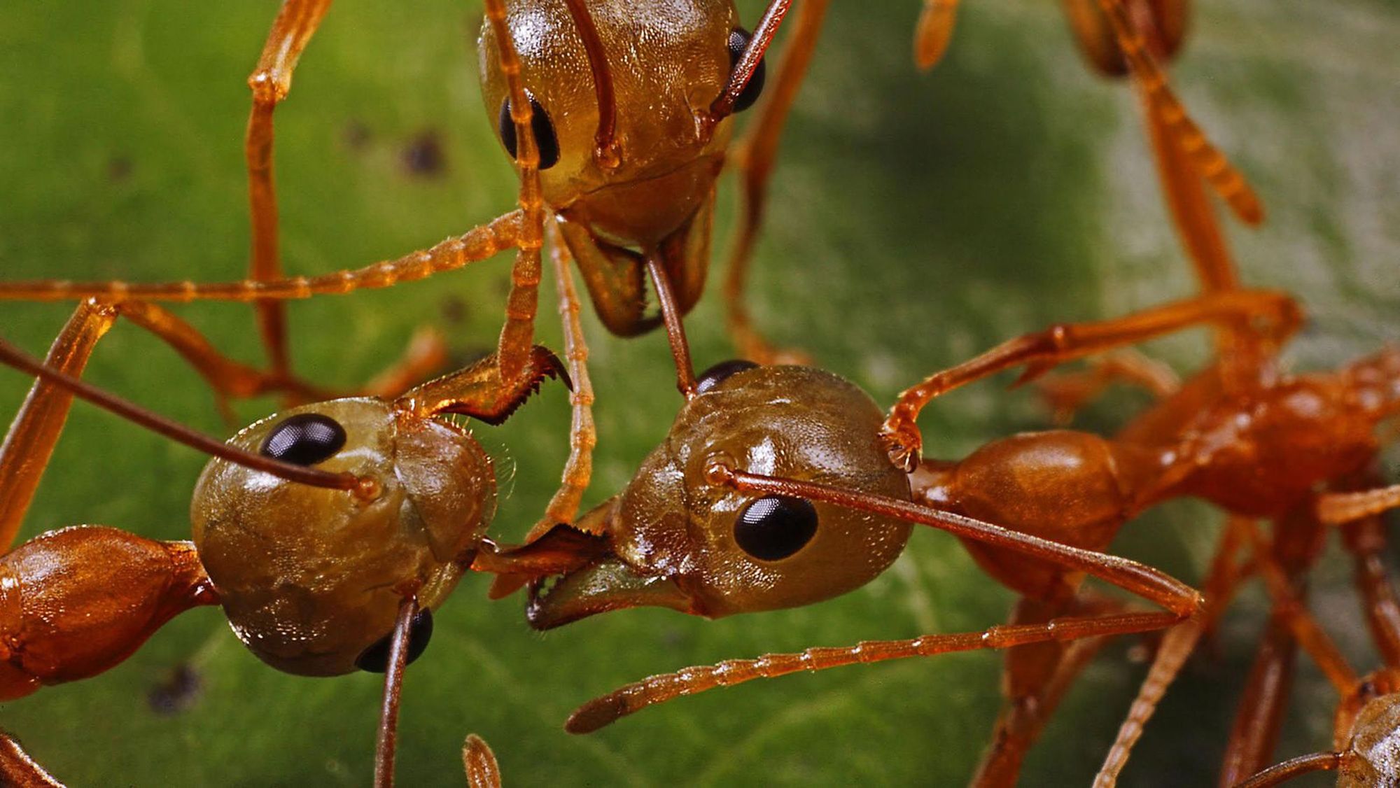 close-up on the heads of a few ants and their antennas