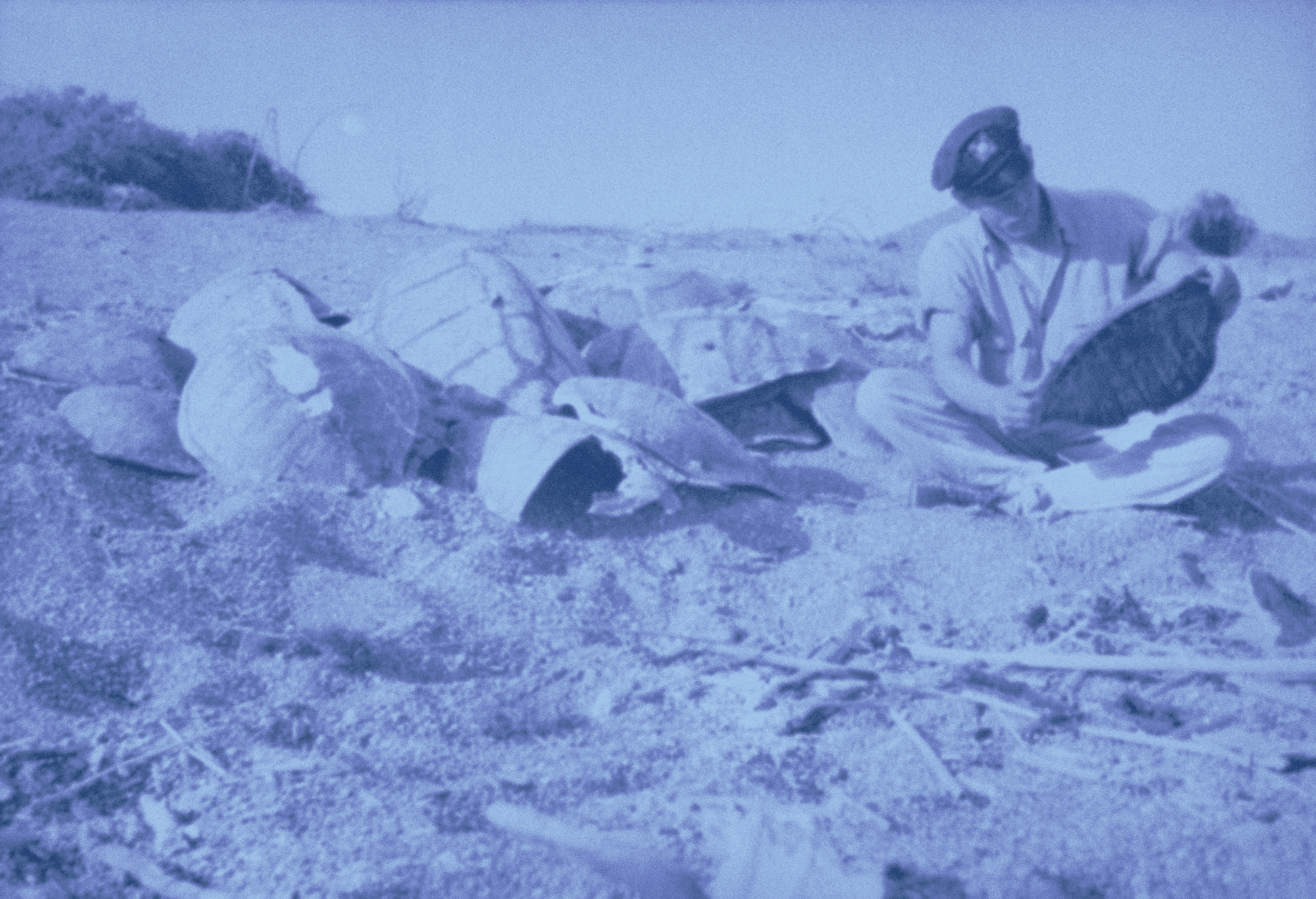 A man inspecting turtle shells scattered across a beach
