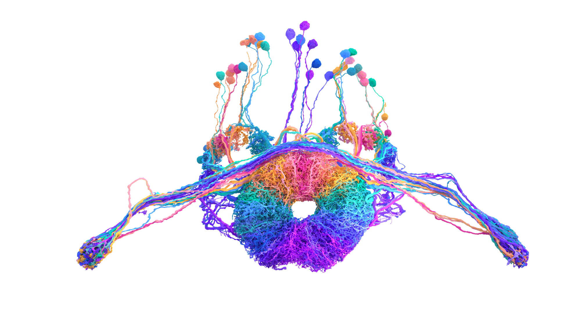 A bundle of rainbow-colored neurons tracing around a donut-shape and extending out like arms on either side.