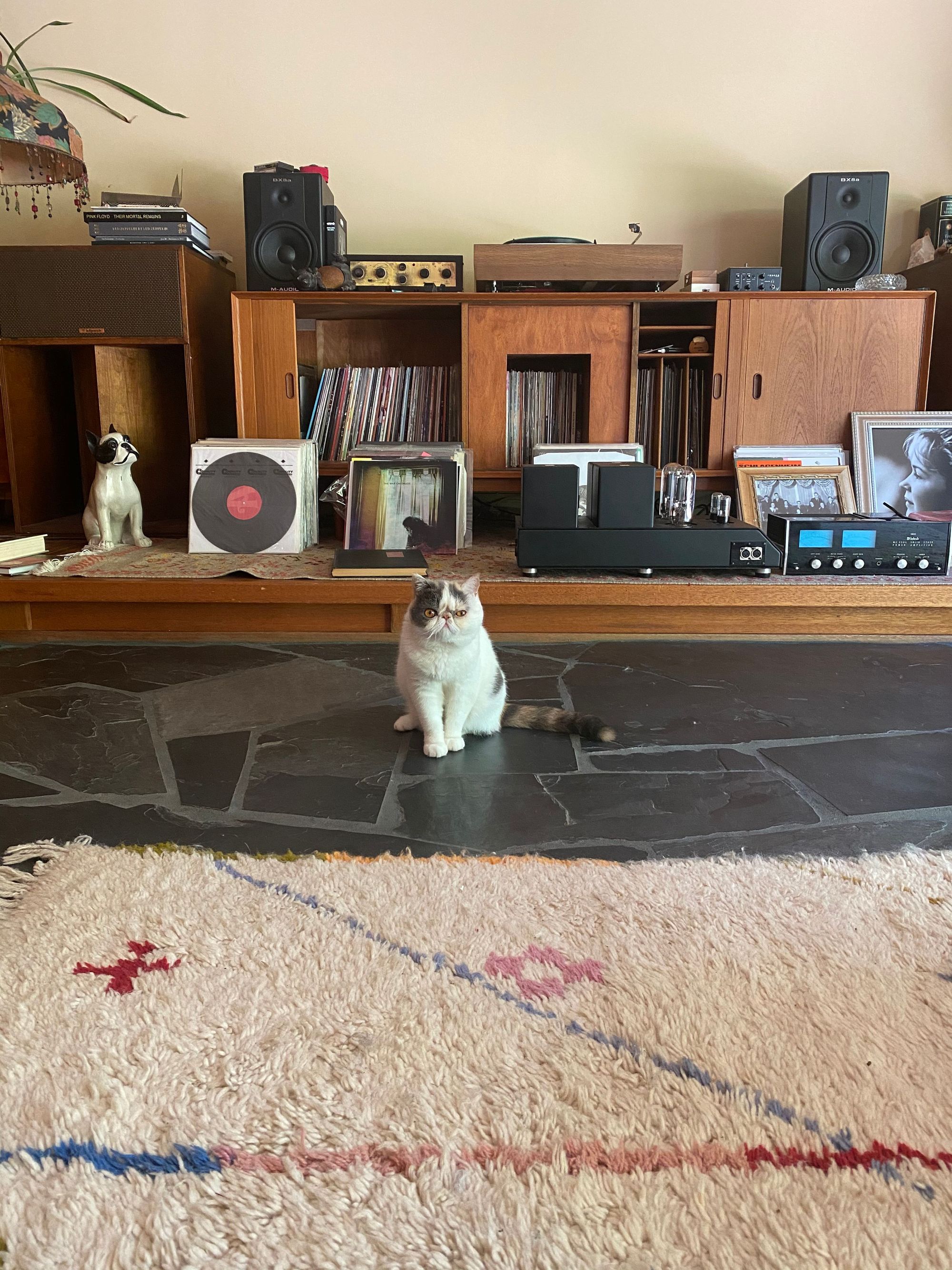 Flufflestiltskin the cat sits in front of record collection