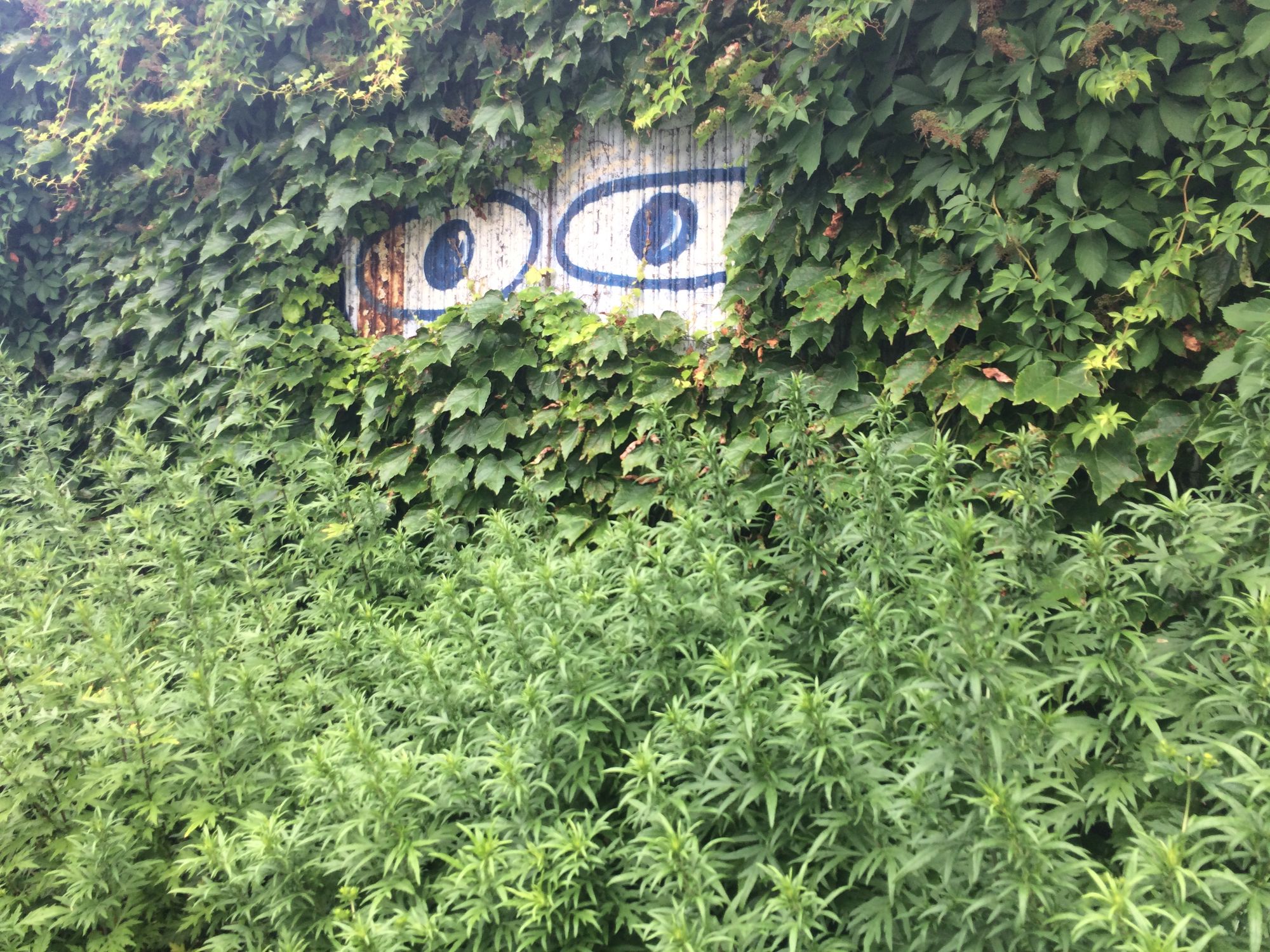 two grafitti-ed cartoon eyes peer out of a fence covered in virginia creeper plant, which is bright green, and another bright green plant (mugwort) fills the bottom half. ofthe fframe 