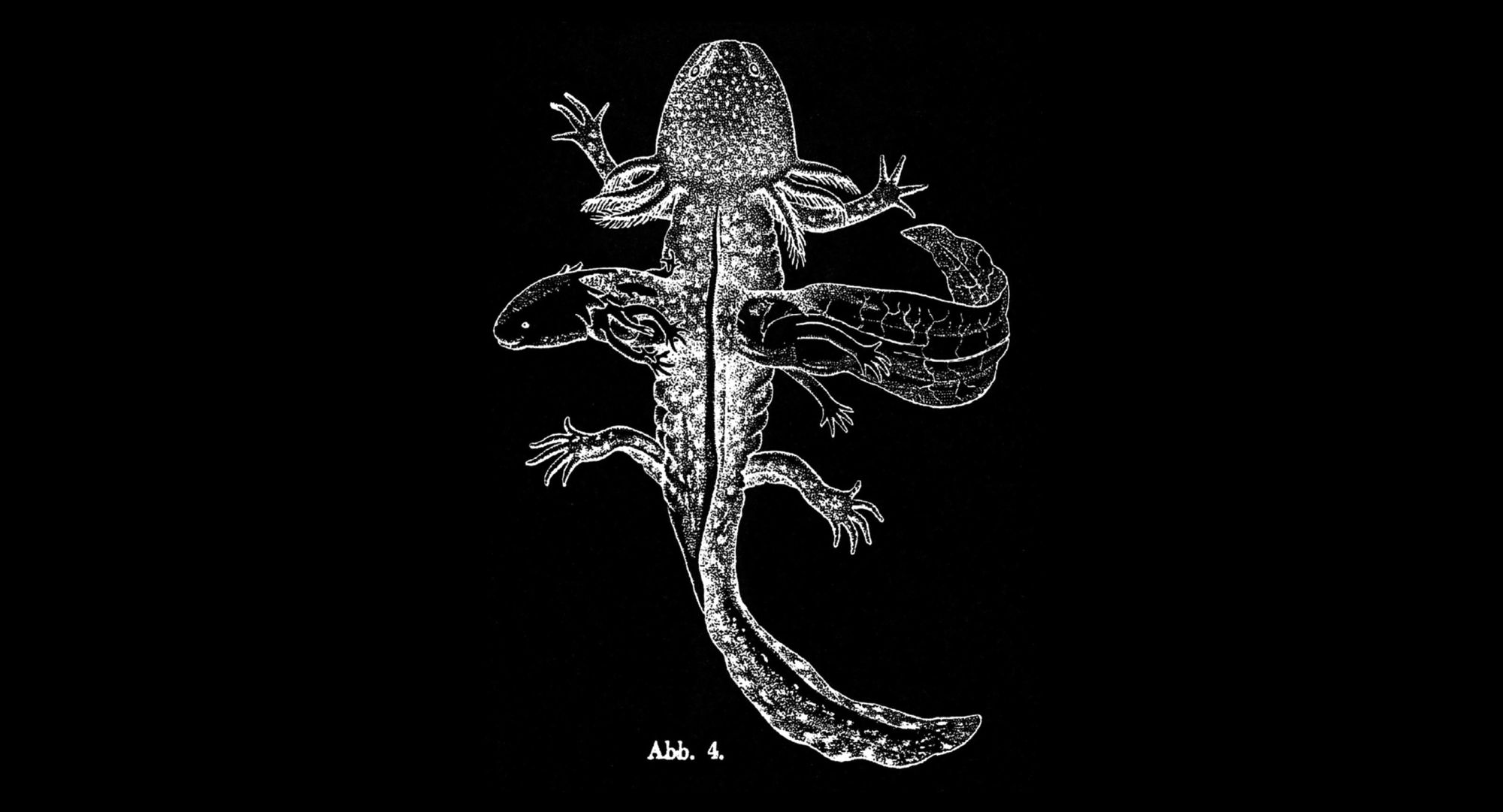 A scientific diagram of a salamander