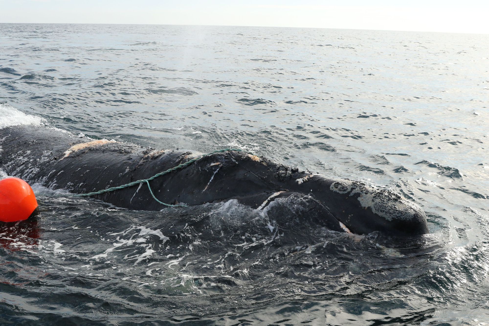 An entangled North Atlantic Right Whale. Credit: vessel image: Florida Fish and Wildlife Conservation Commission, NOAA Permit #18786