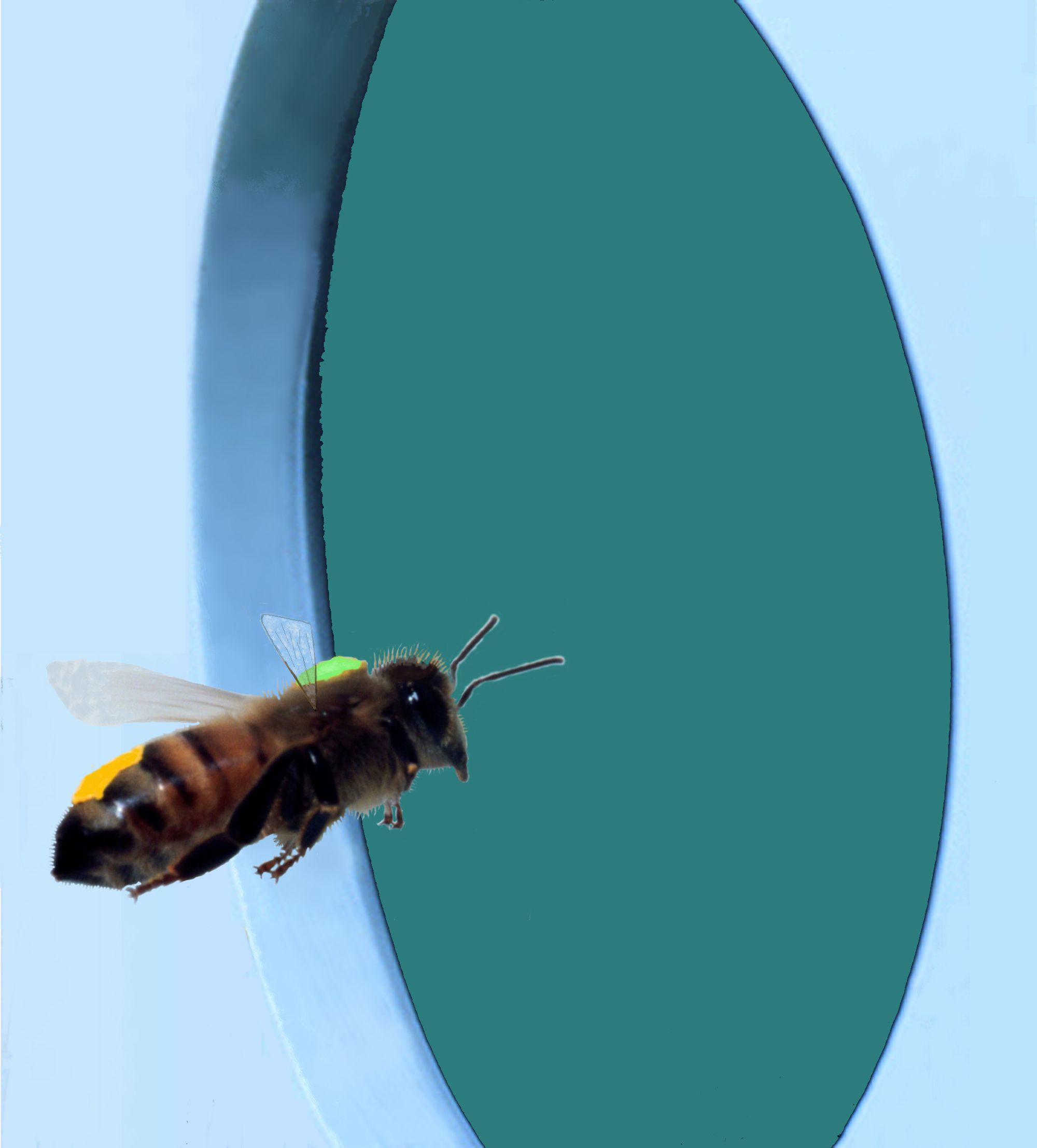 A bee flying through a hole in the wall