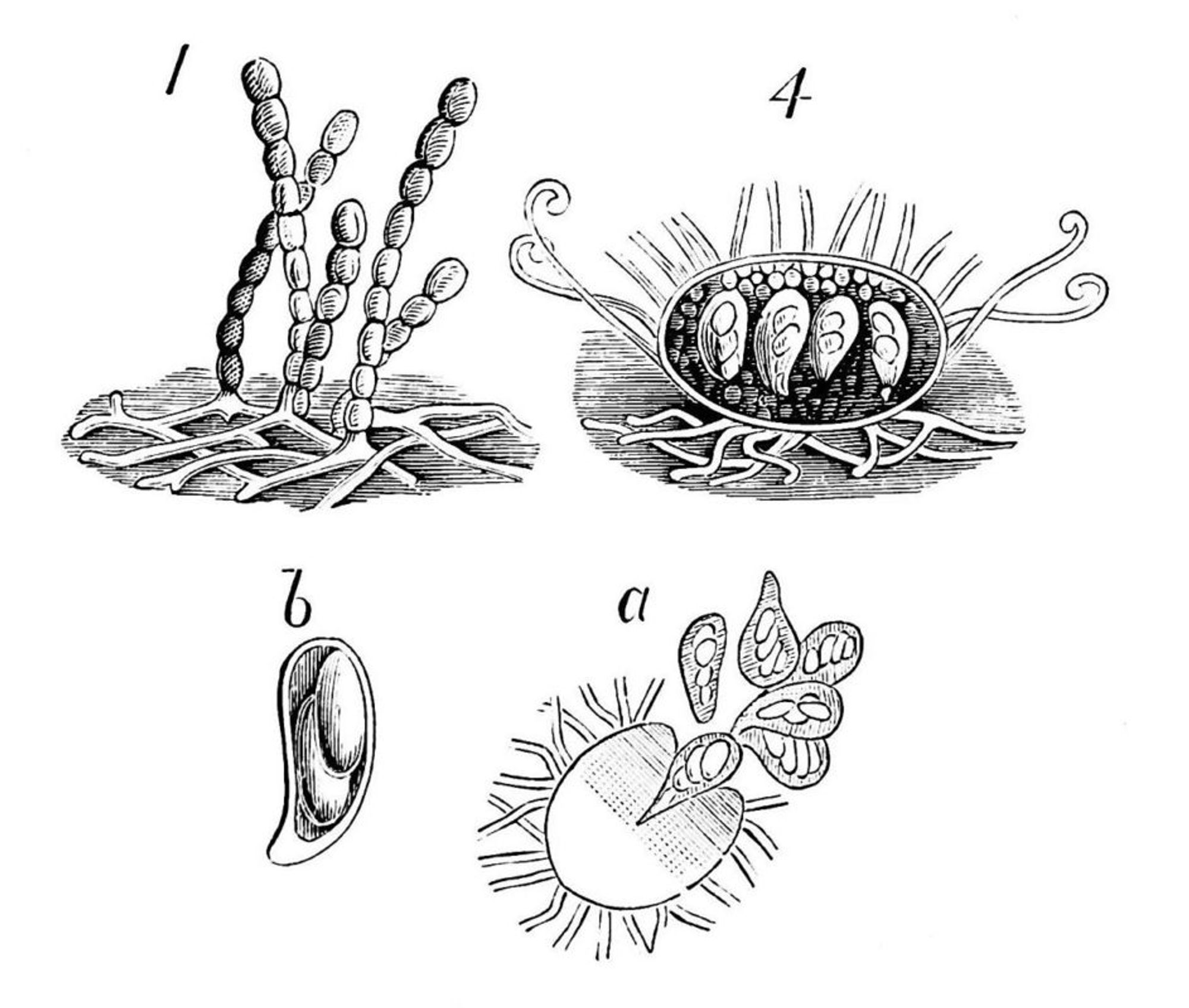 mycelium