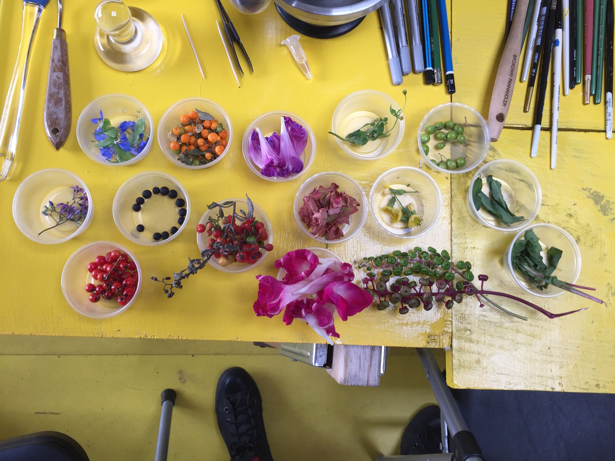 a yellow table with small tupperware containers filled with colorful (purple, orange, blue, yellow, pink, green) plant materials that are also weeds as well as pigments