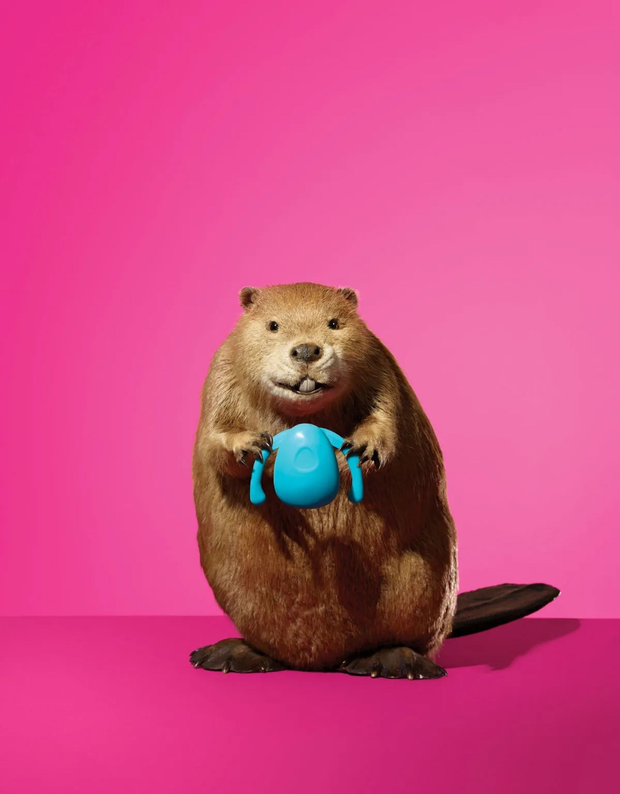 A beaver holding a sex toy