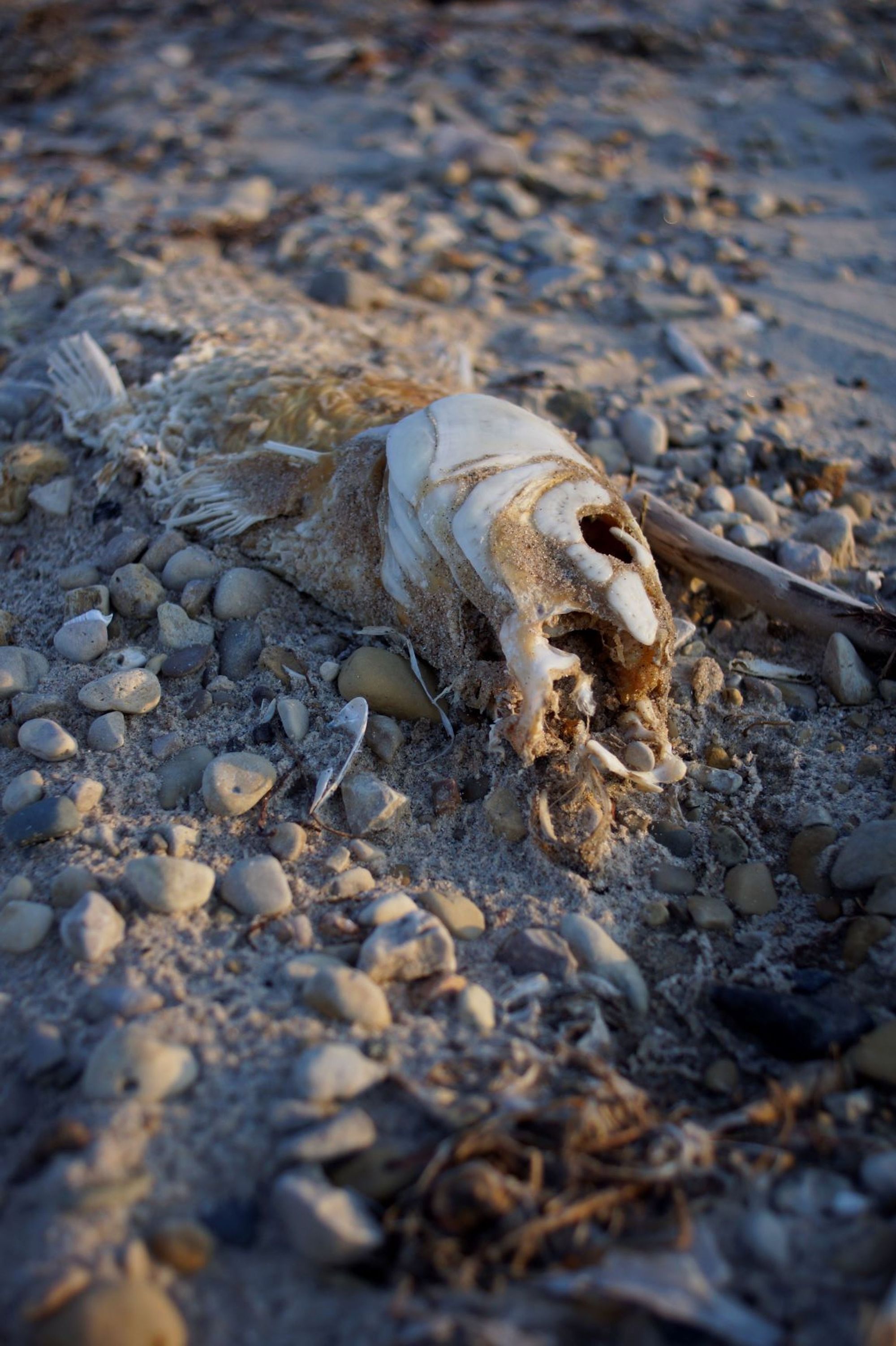 A dead fish on the beach