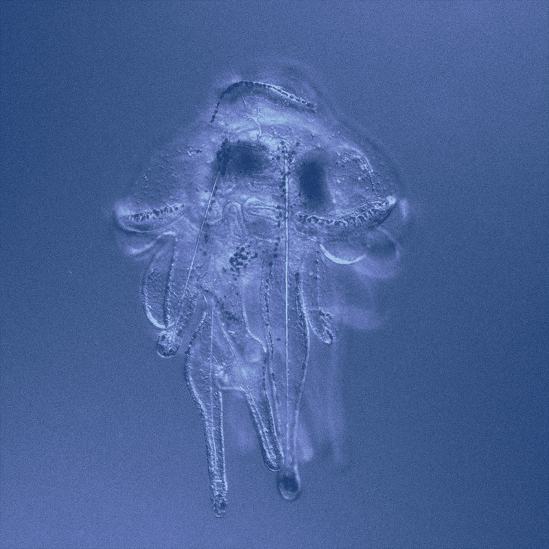 On Metamorphosis