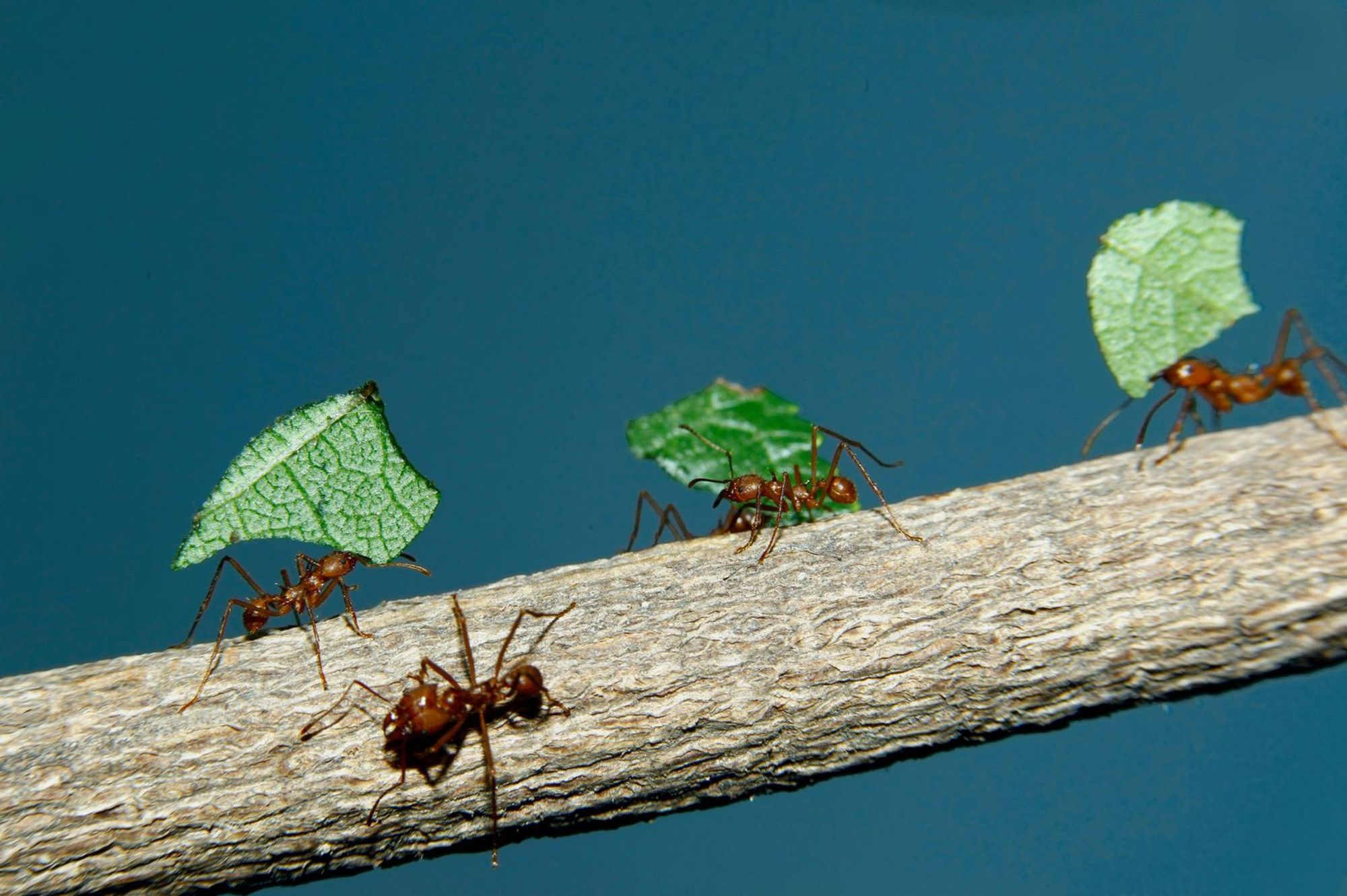 a few ants on a tree branch each carrying their own leaf