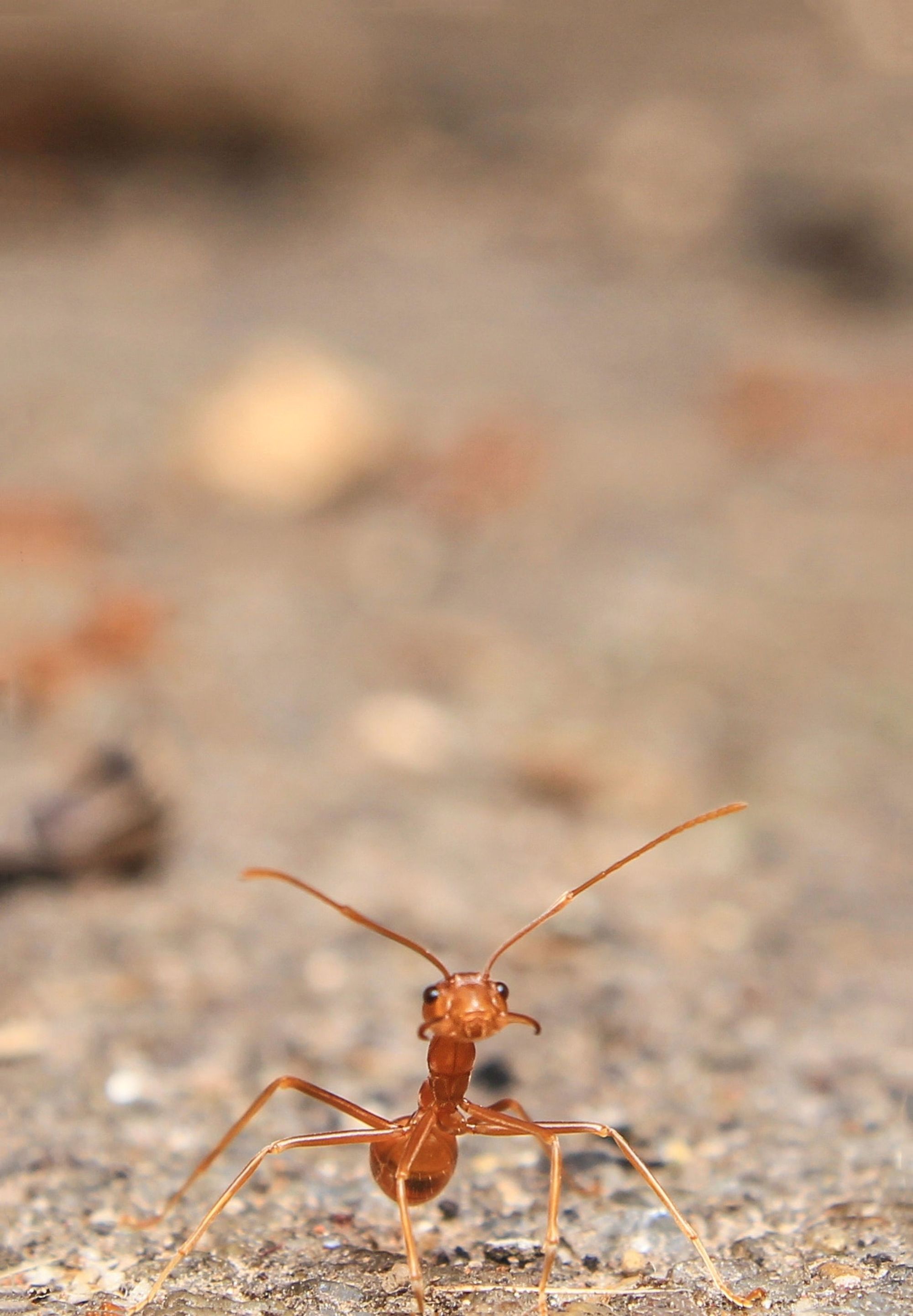 one lone ant appearing curious and docile, gazing up into the camera