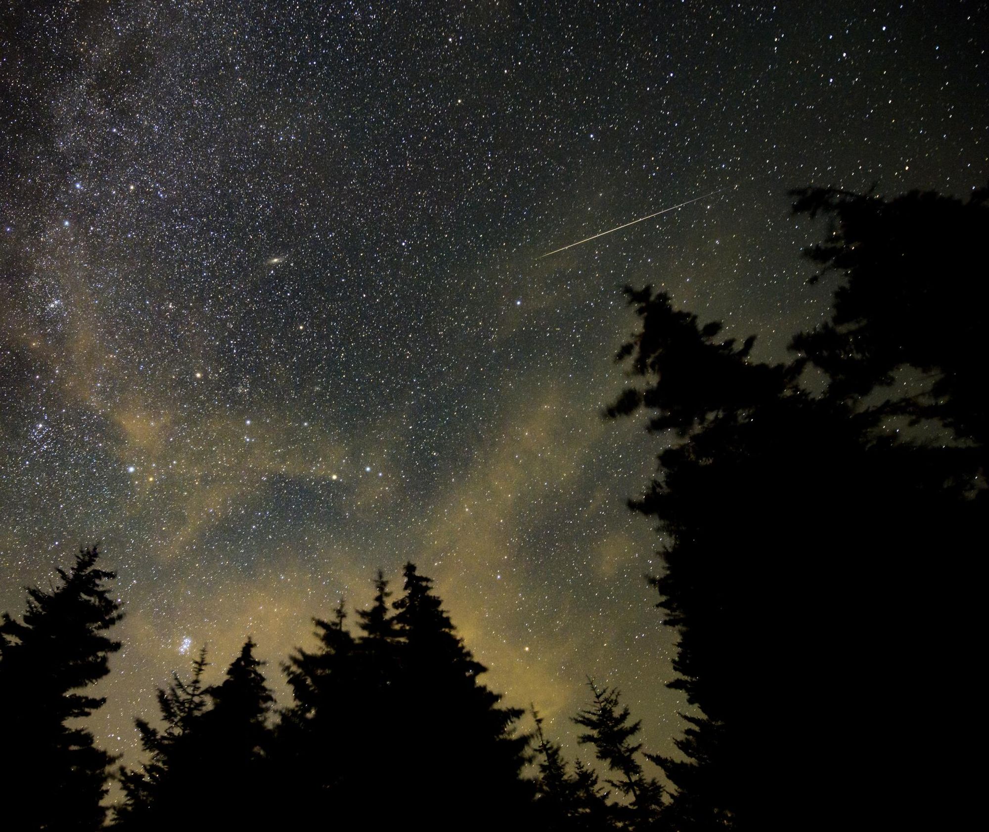 The meteor shower above pine trees