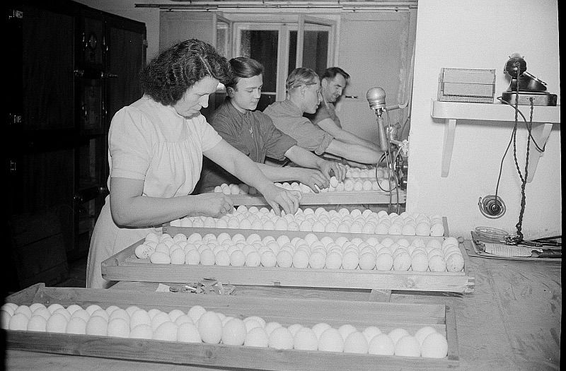 A black and white portrait of people placing chicken eggs on a tray.