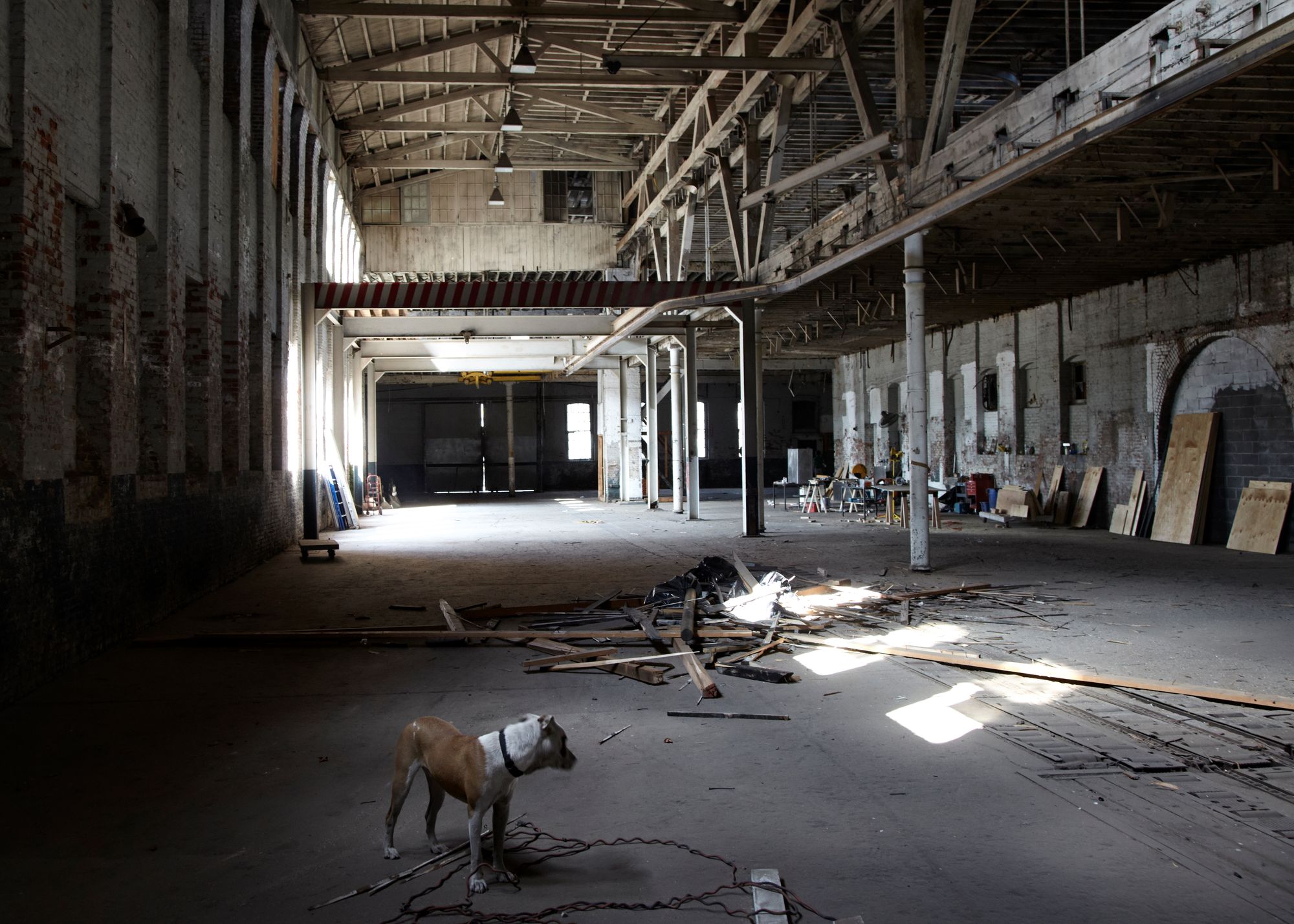 A dog standing in an open warehouse