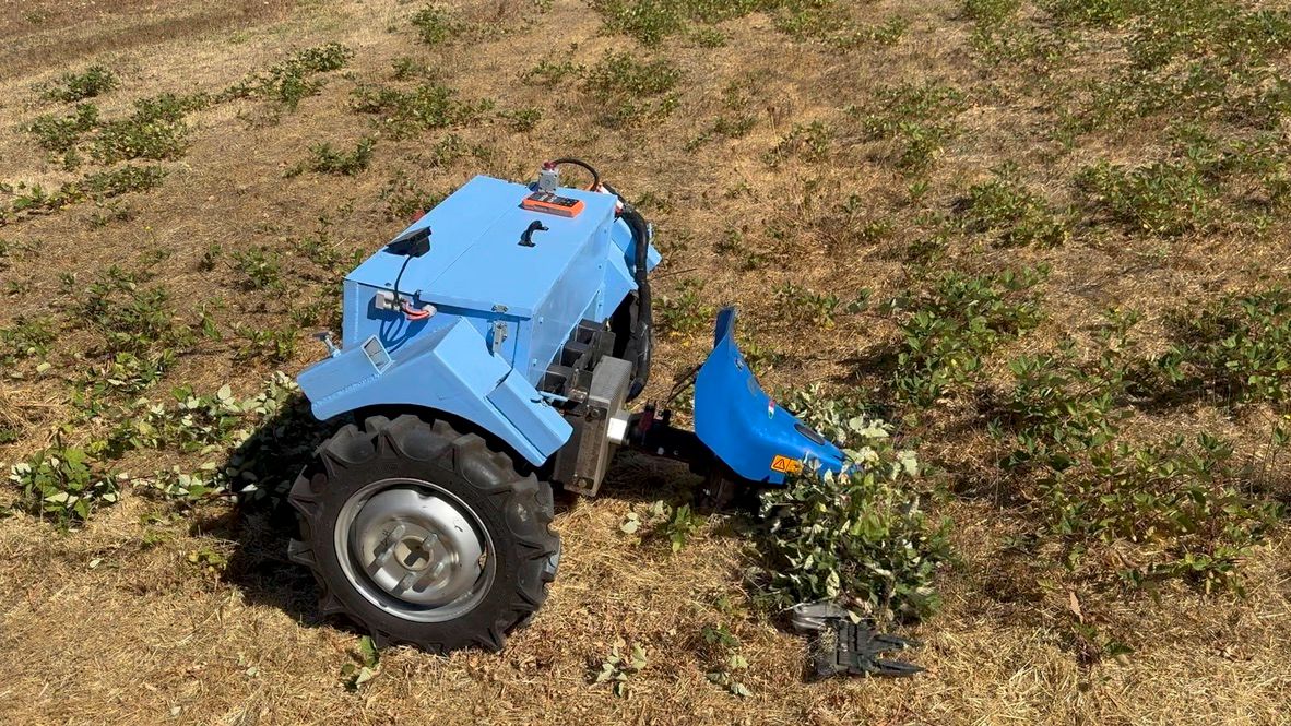 Greenhouse interior with thriving green plants