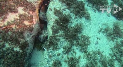 'Kuću' u Jadranu namijenjenu hobotnicama, naselile dvije vrste ribe koju hobotnica obožava