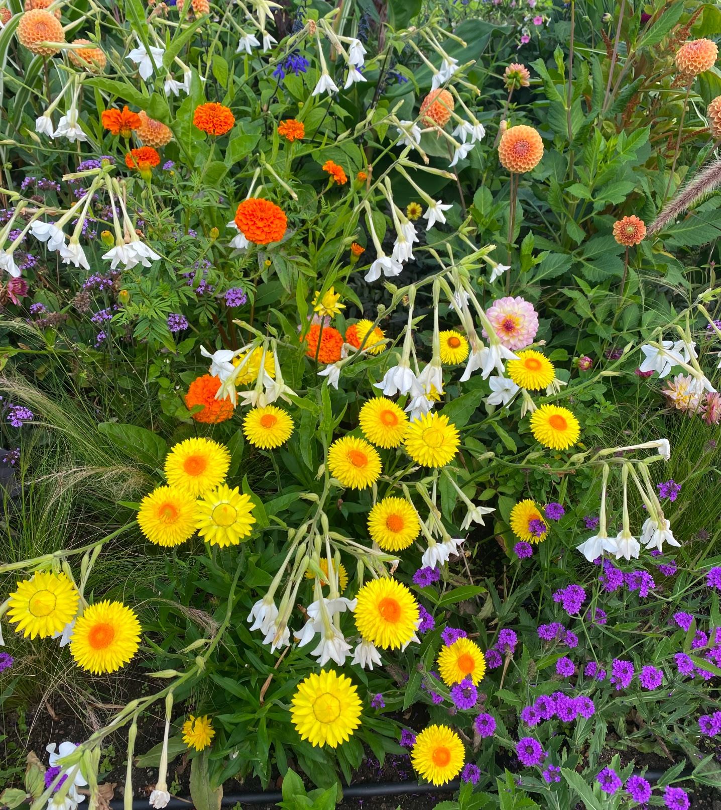 Various colorful flowers