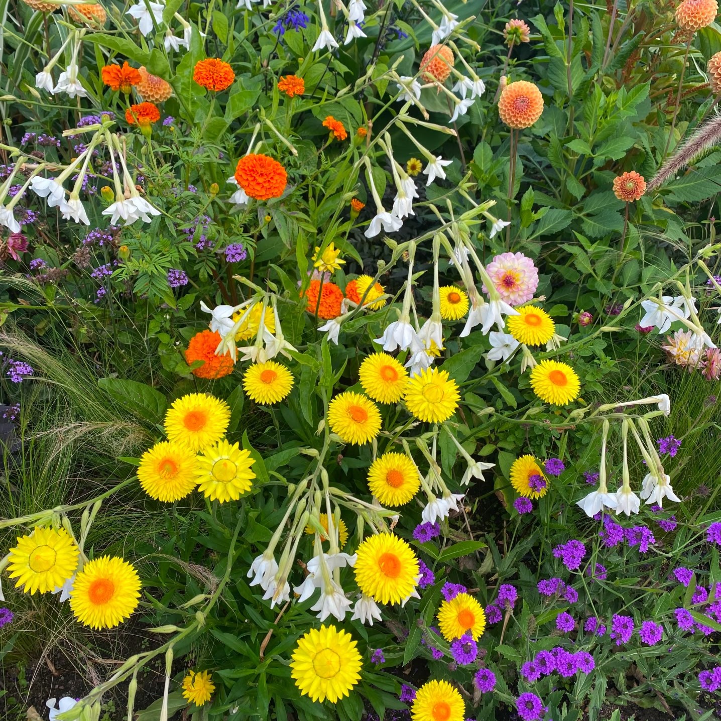 Various colorful flowers