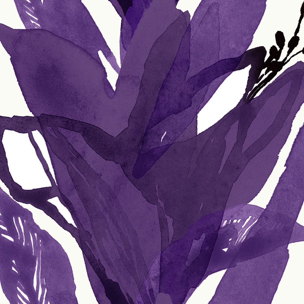 violet, off white
