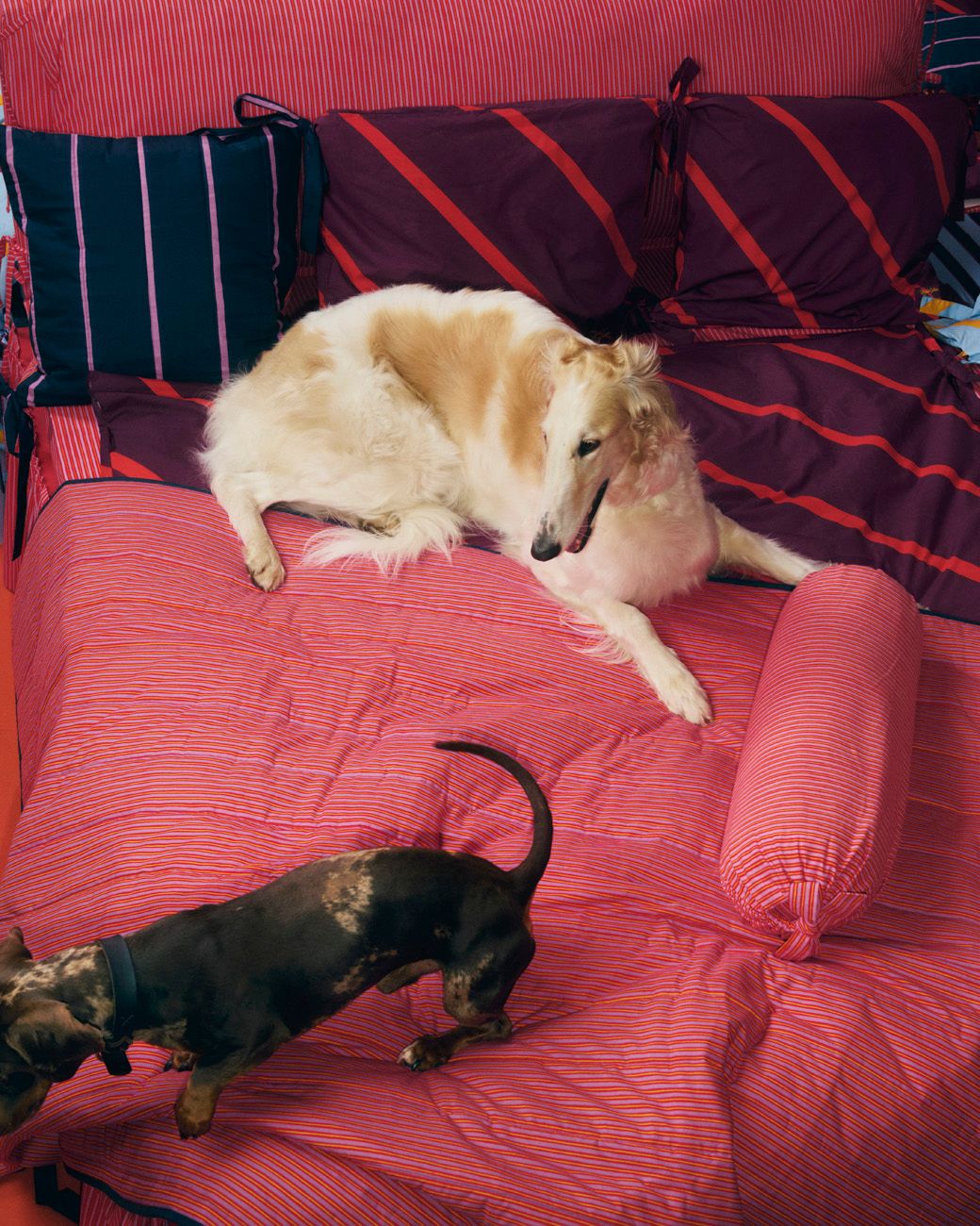 Dogs on a striped bedding