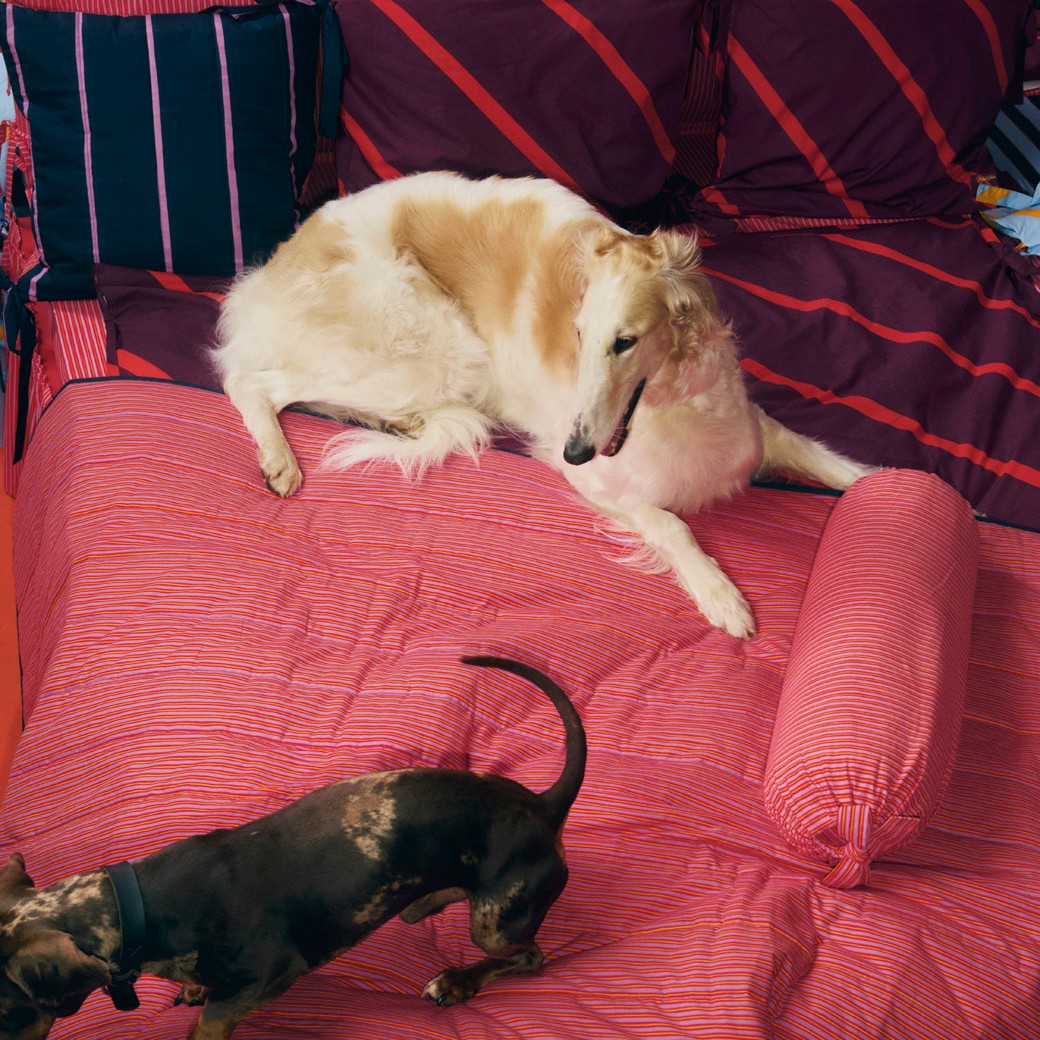 Dogs on a striped bedding