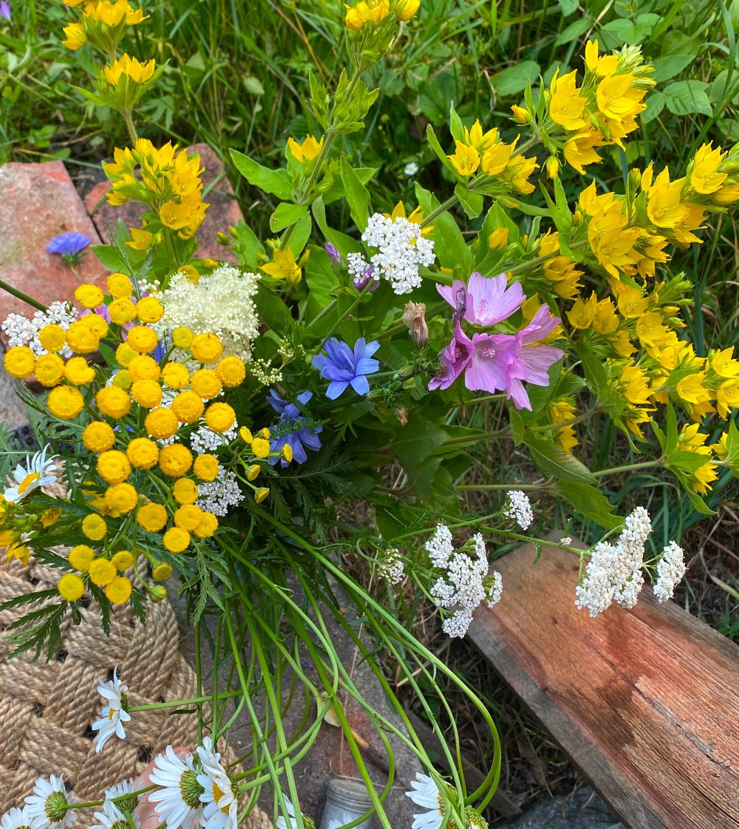 Various colorful flowers