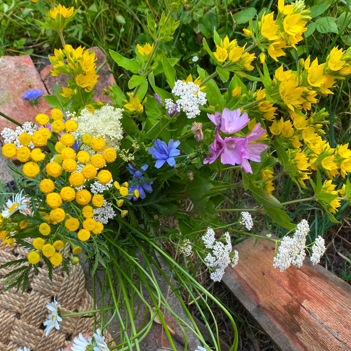 Diverses fleurs colorées