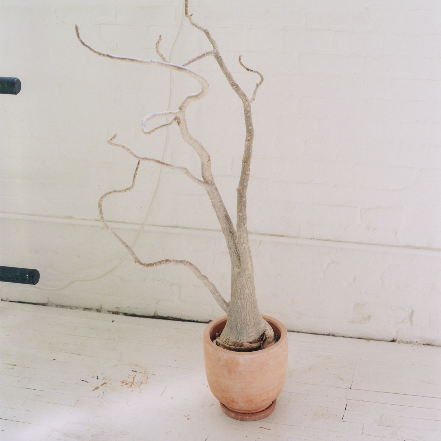 A close-up of a flower pot in Landon Metz's studio.