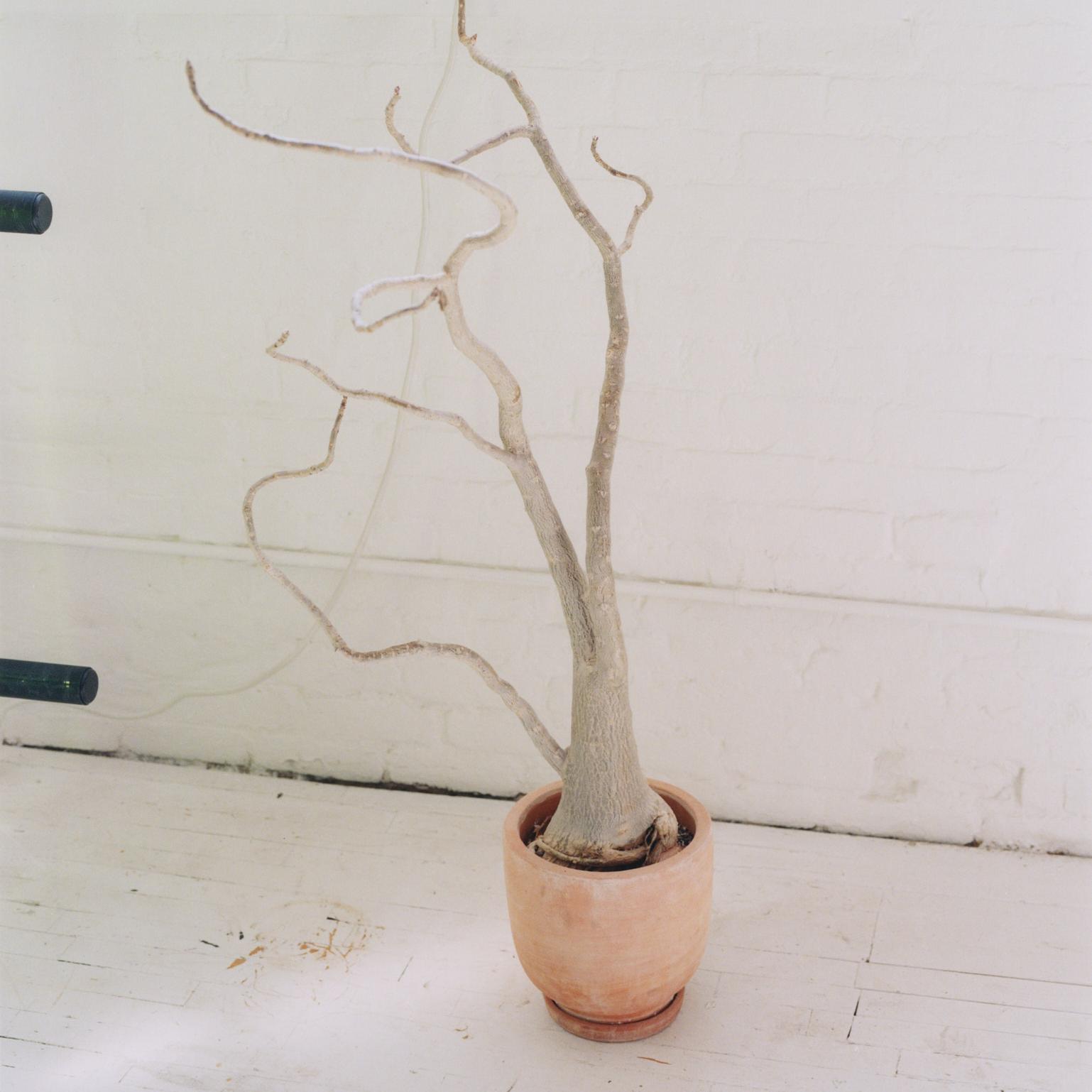 A close-up of a flower pot in Landon Metz's studio.